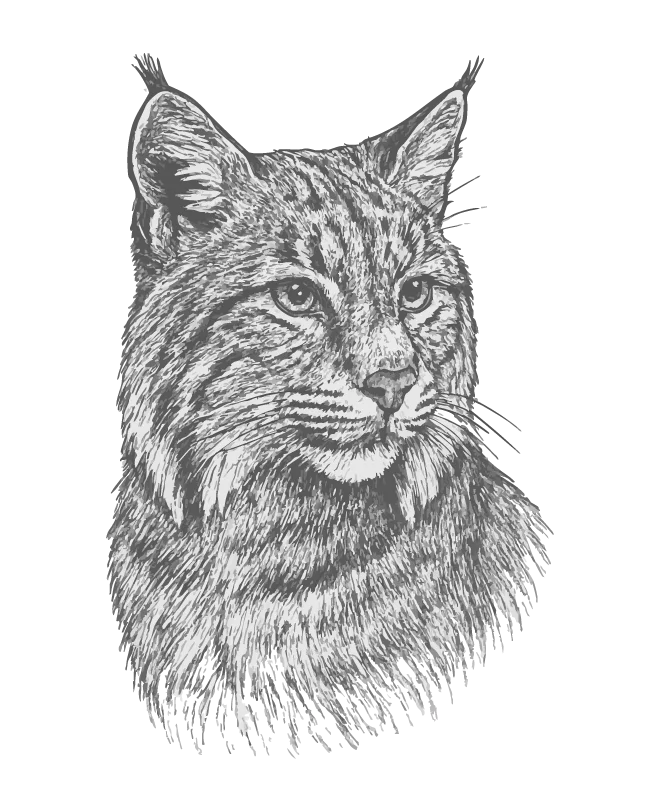 Bobcat