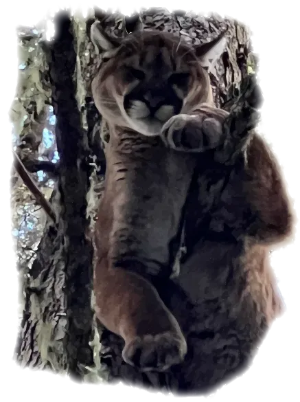 Cougar