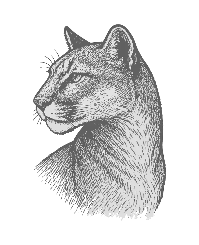 Cougar