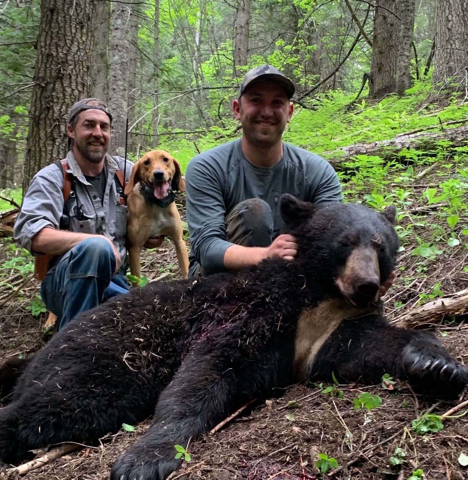 Idaho Whitetail Guides Bear Hunts