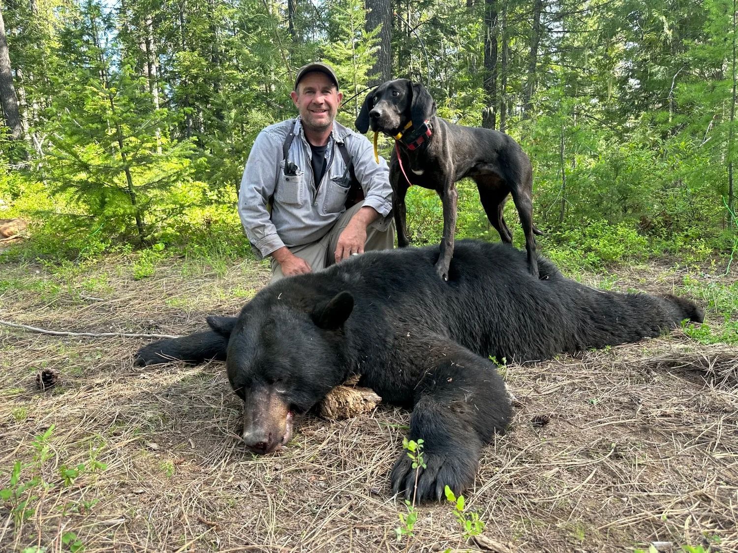 Idaho Whitetail Guides Bear Hunts