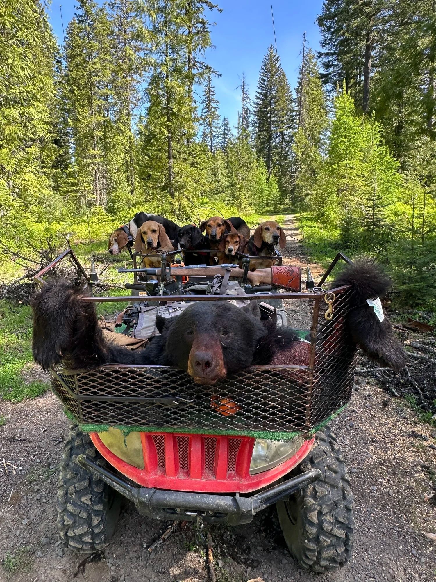 Idaho Whitetail Guides Bear Hunts