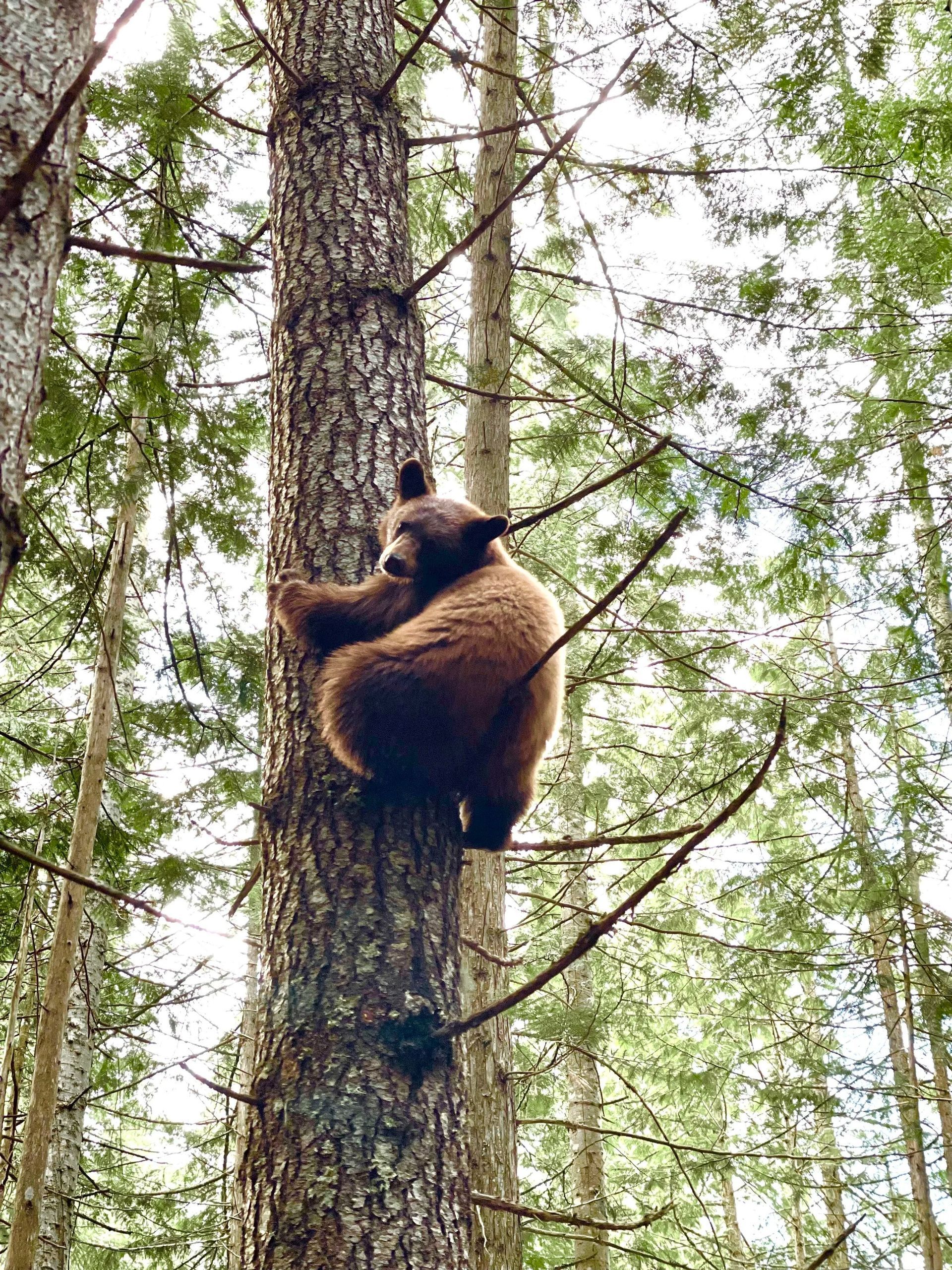 Idaho Whitetail Guides Bear Hunts