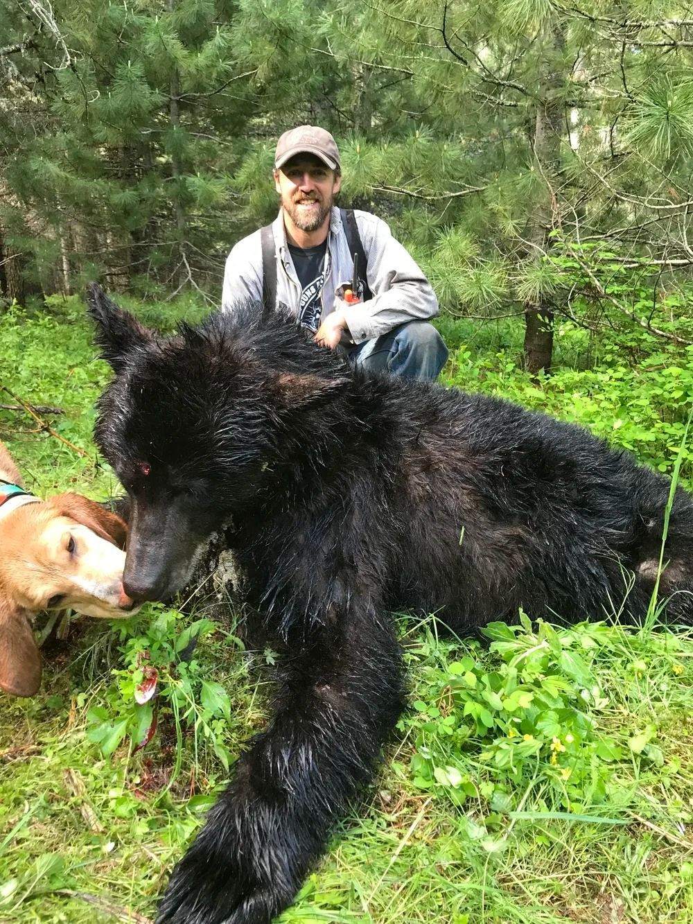 Idaho Whitetail Guides Bear Hunts