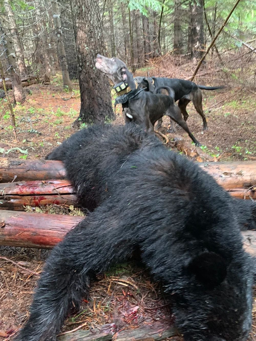 Idaho Whitetail Guides Bear Hunts