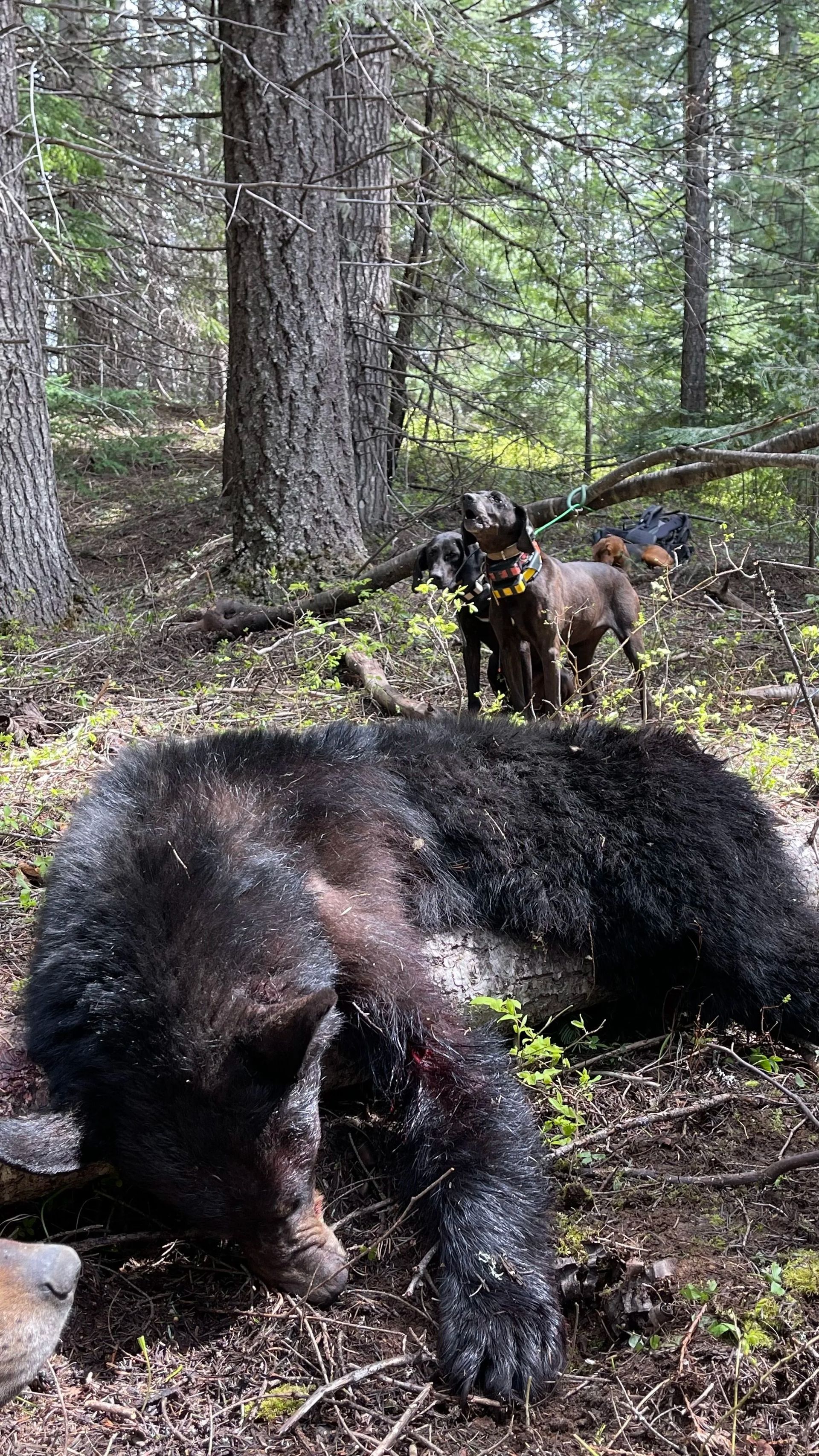 Idaho Whitetail Guides Bear Hunts