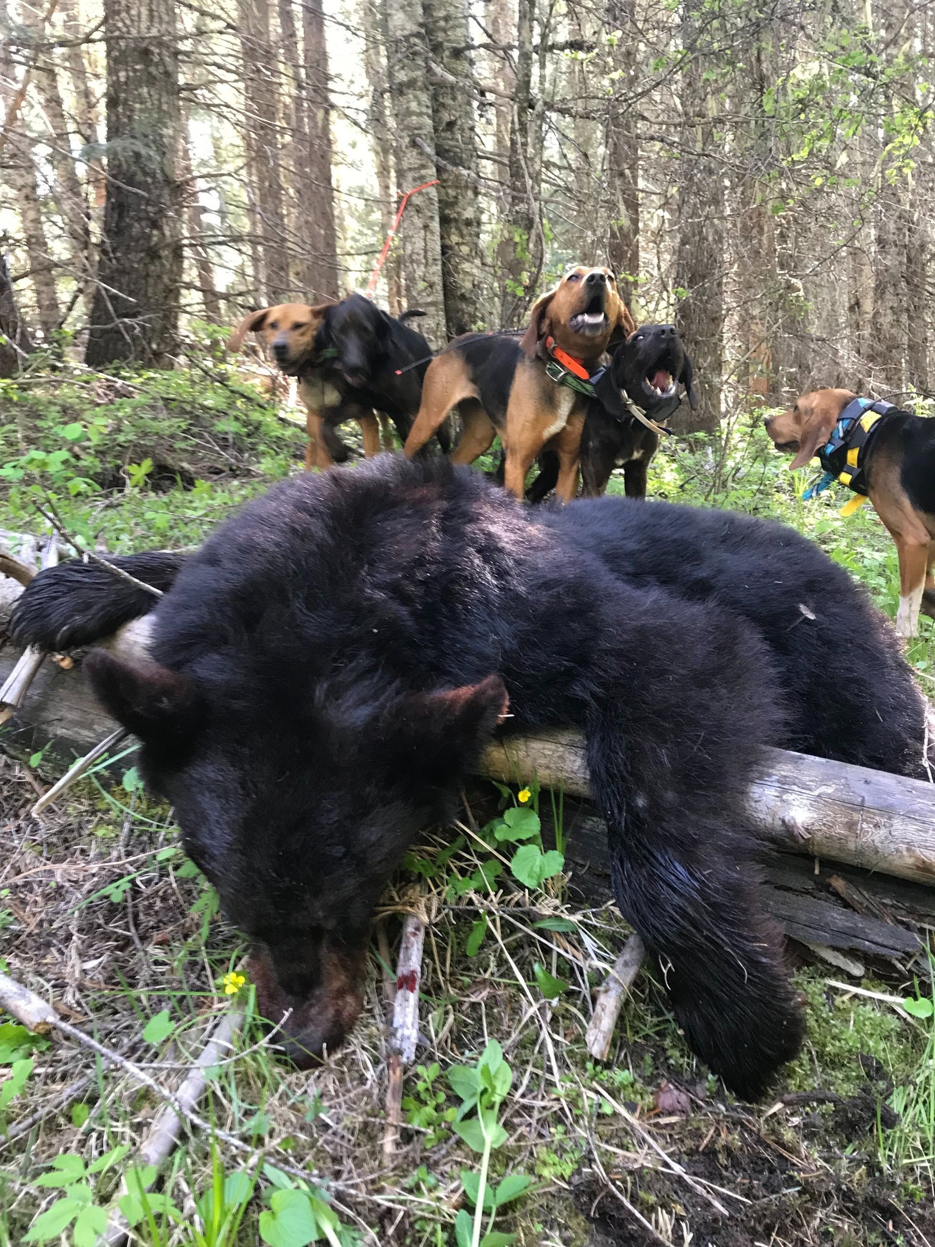 Idaho Whitetail Guides Bear Hunts