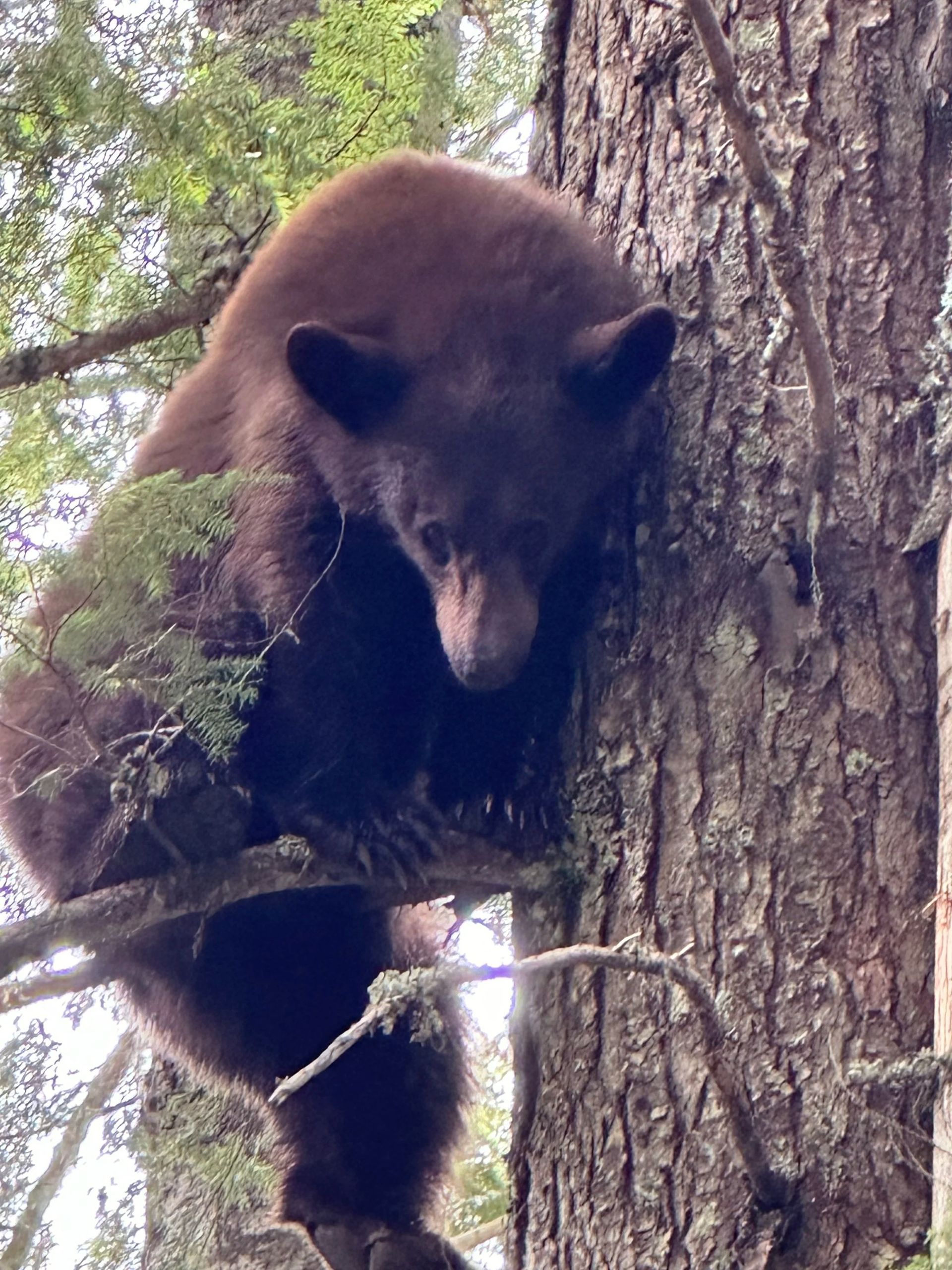 Idaho Whitetail Guides Bear Hunts