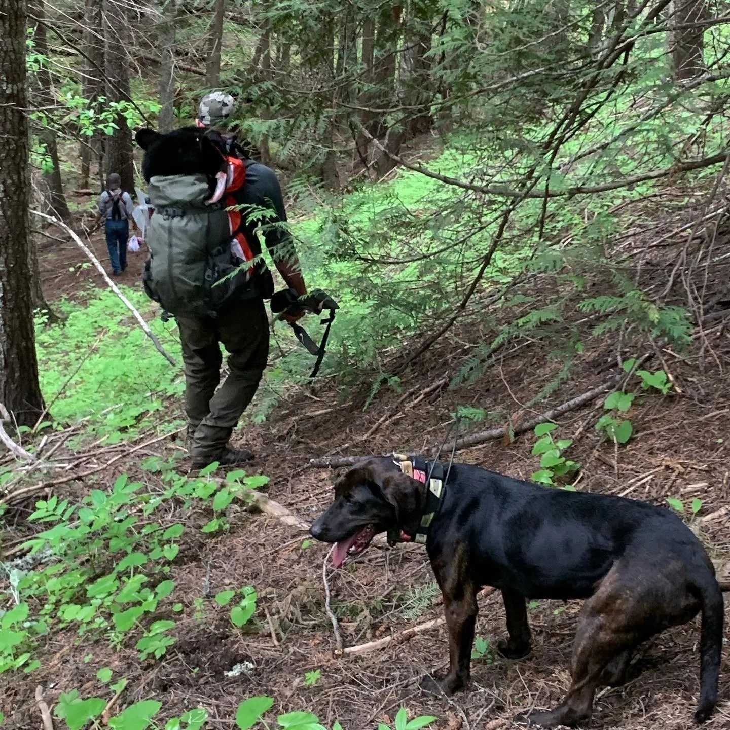 Idaho Whitetail Guides Bear Hunts