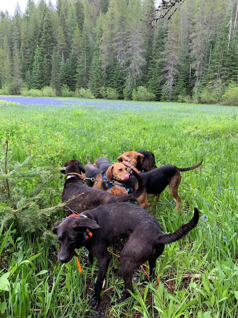 Idaho Whitetail Guides Bear Hunts