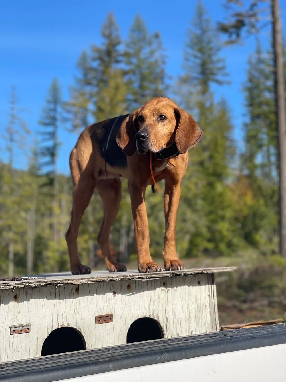 Idaho Whitetail Guides Bear Hunts