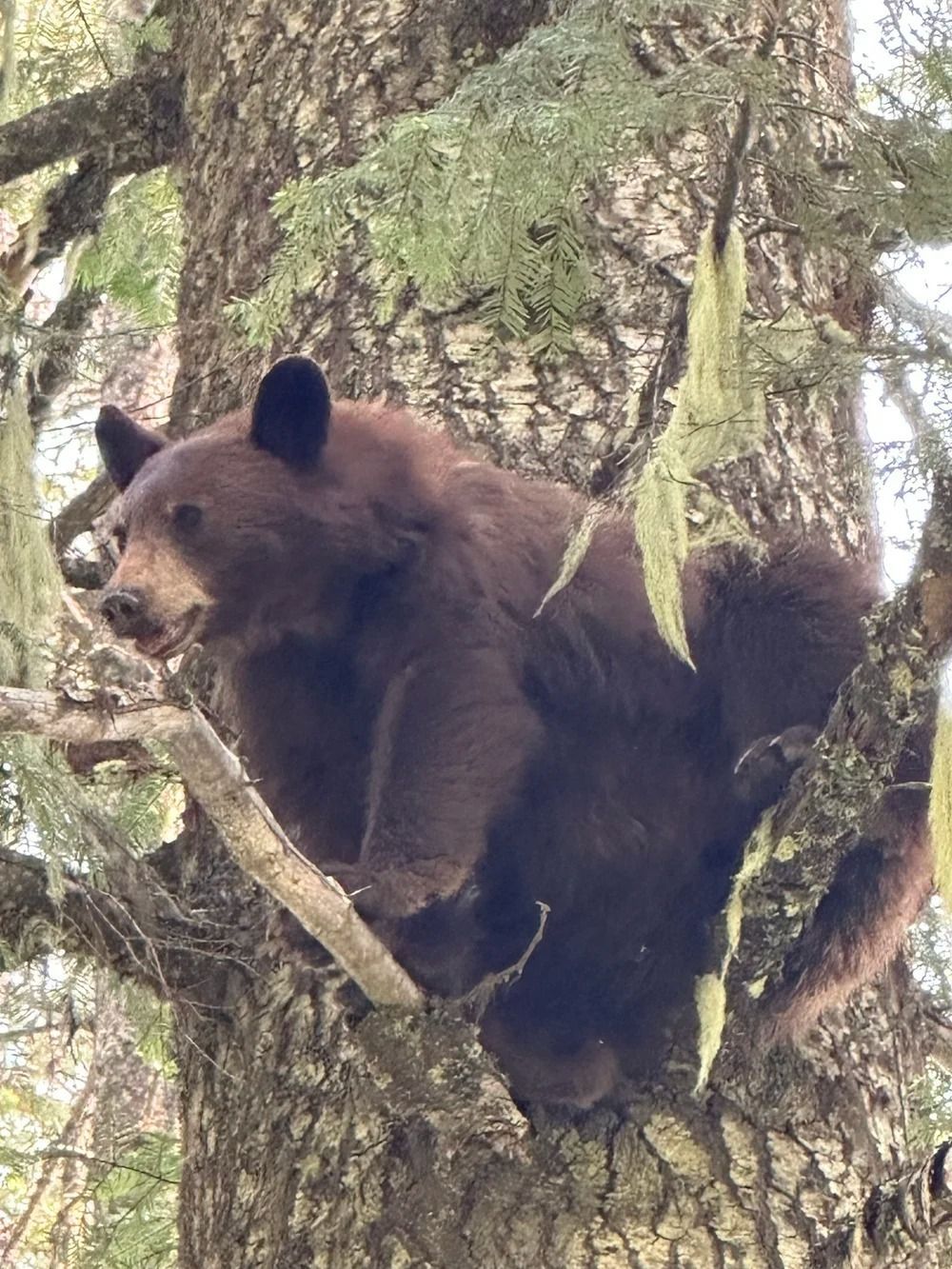 Idaho Whitetail Guides Bear Hunts