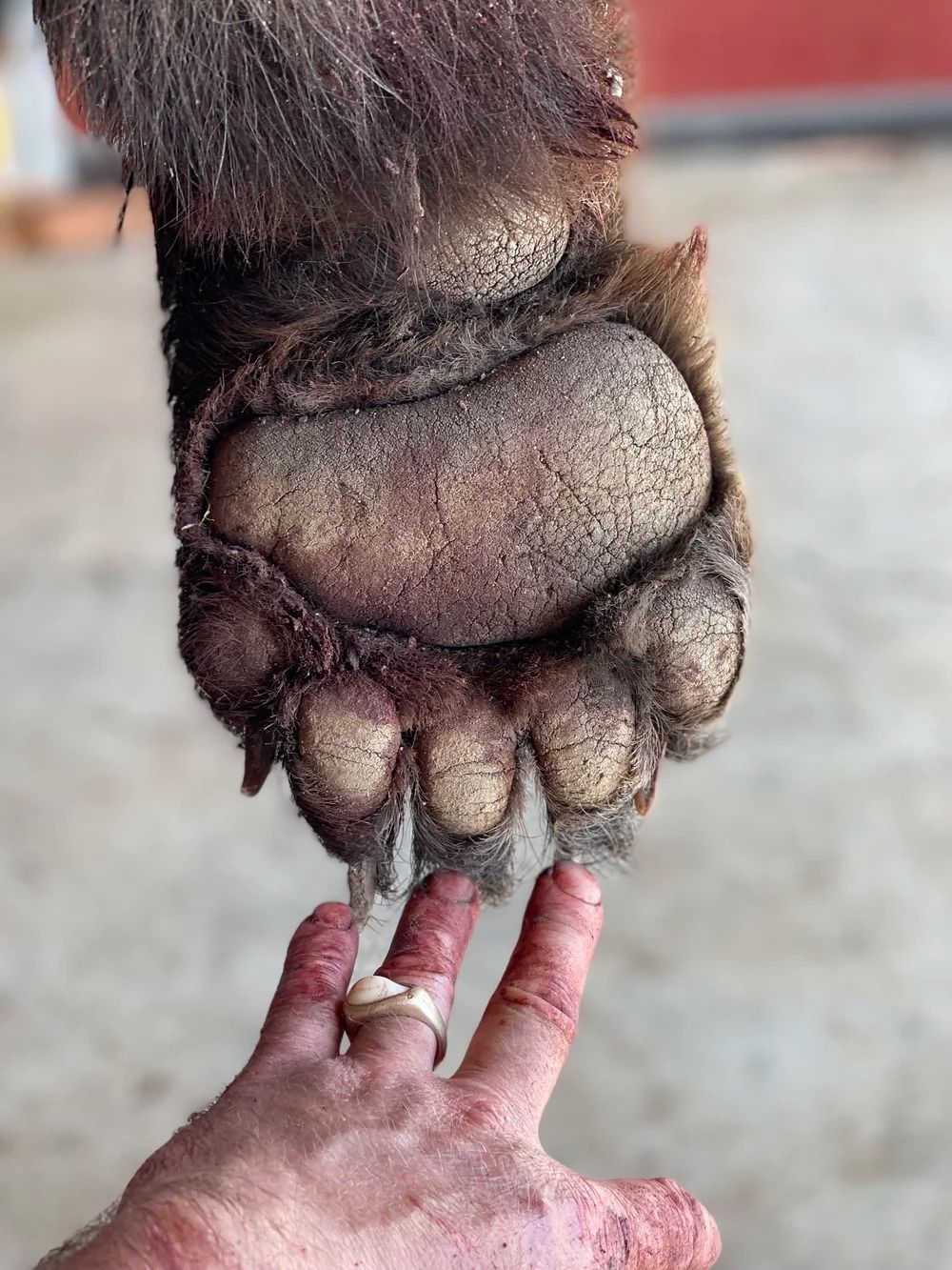 Idaho Whitetail Guides Bear Hunts