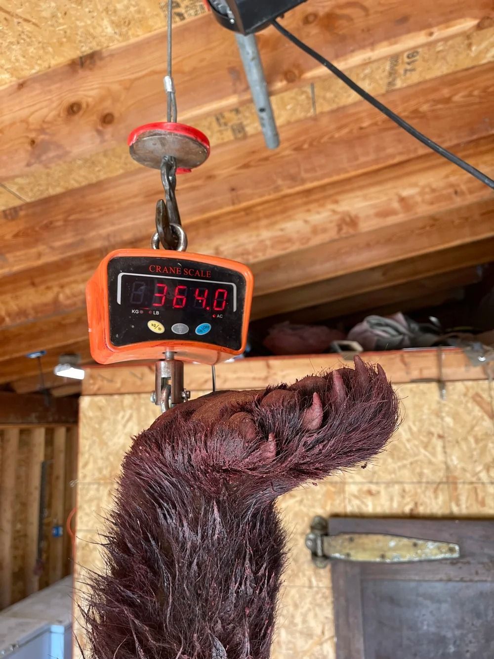 Idaho Whitetail Guides Bear Hunts