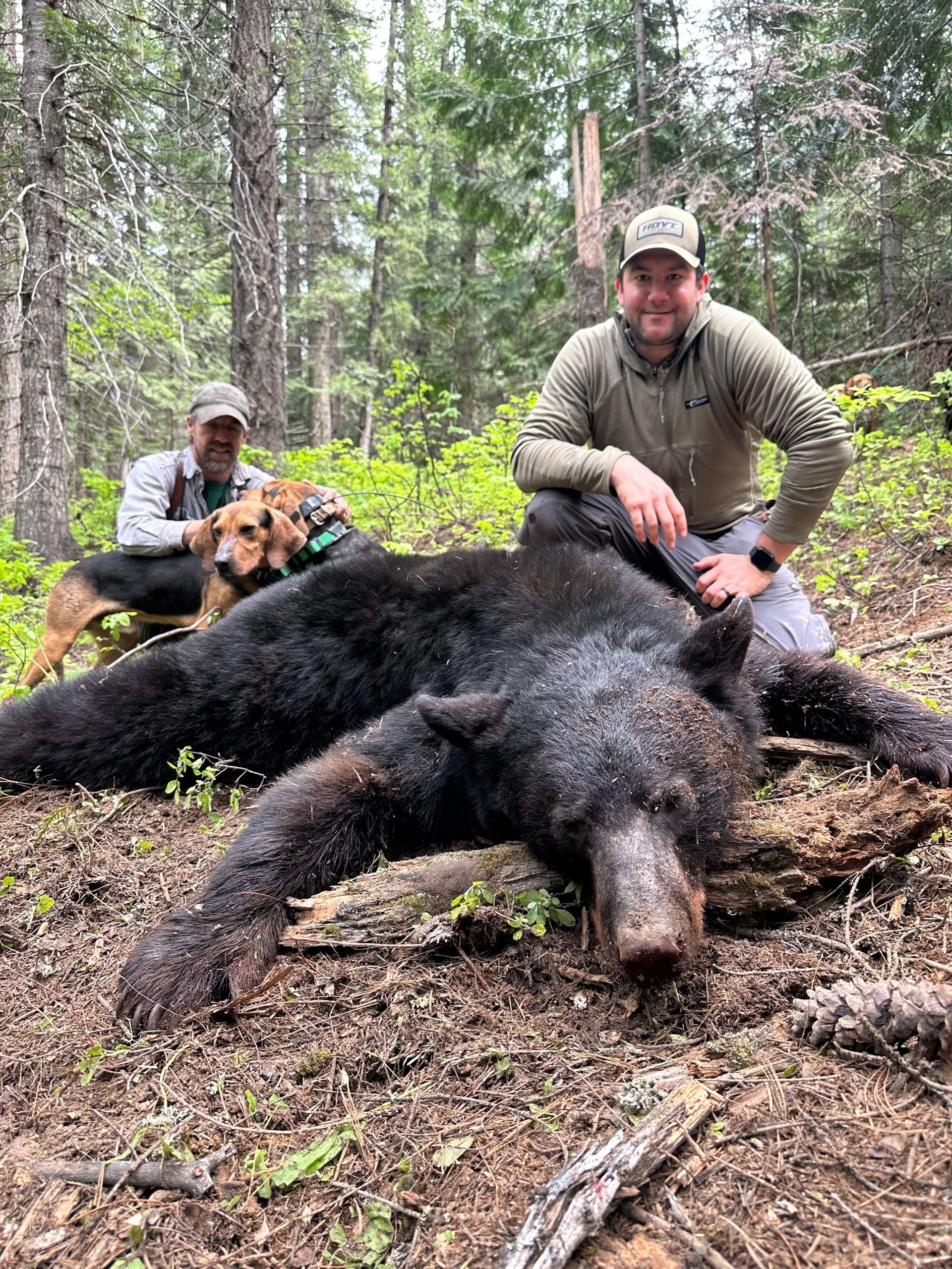 Bear