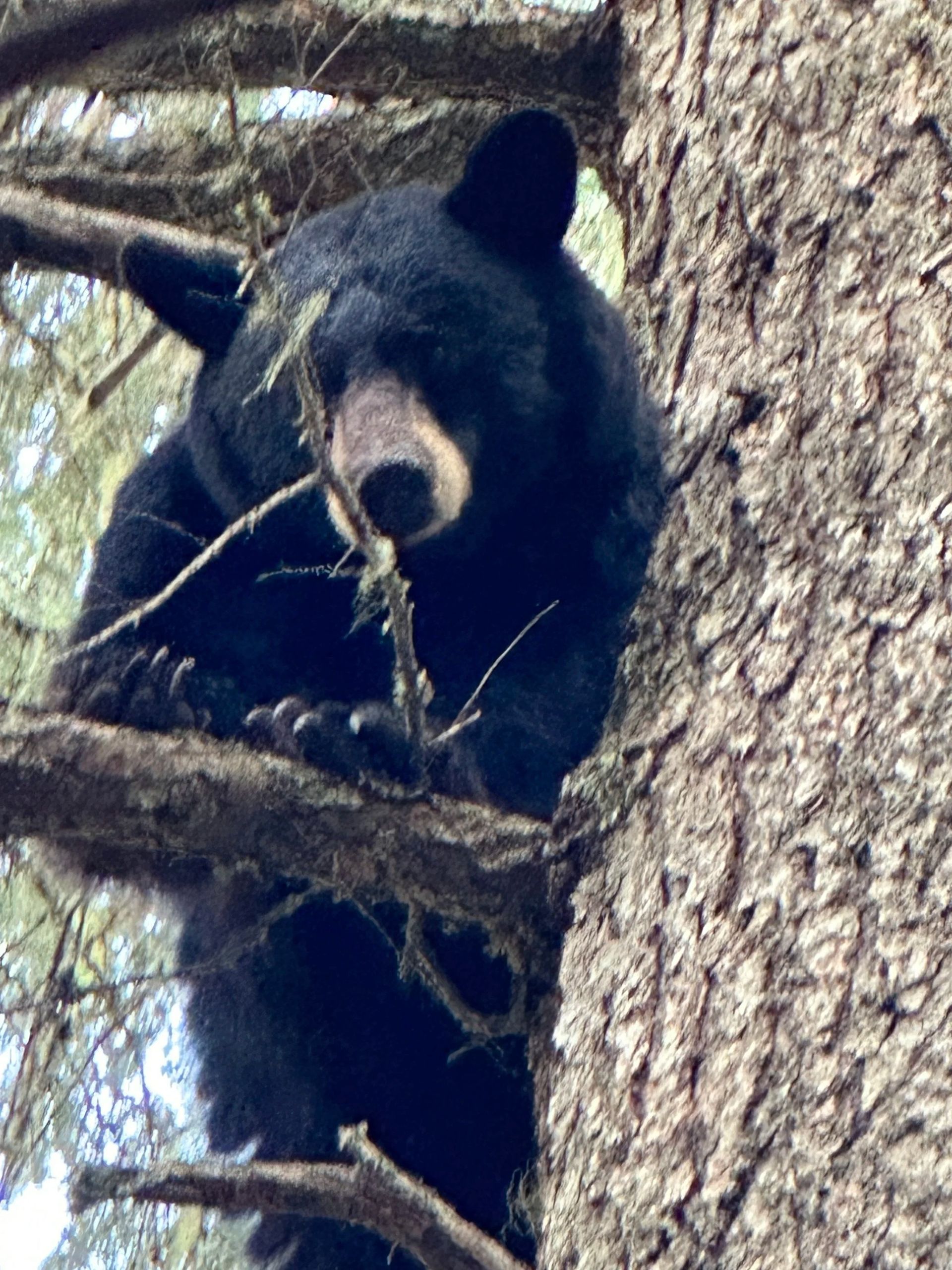 Idaho Whitetail Guides Bear Hunts