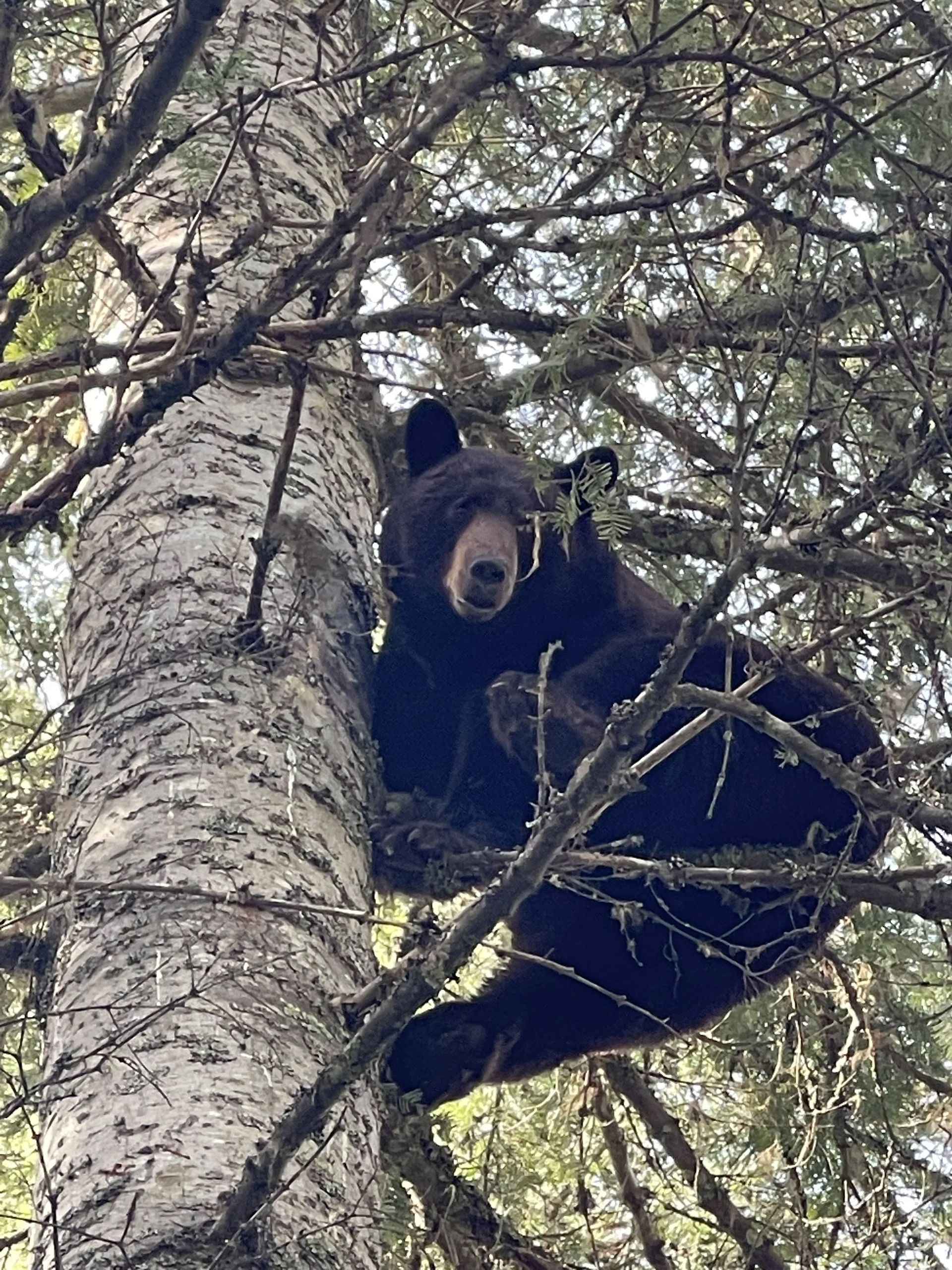 Idaho Whitetail Guides Bear Hunts