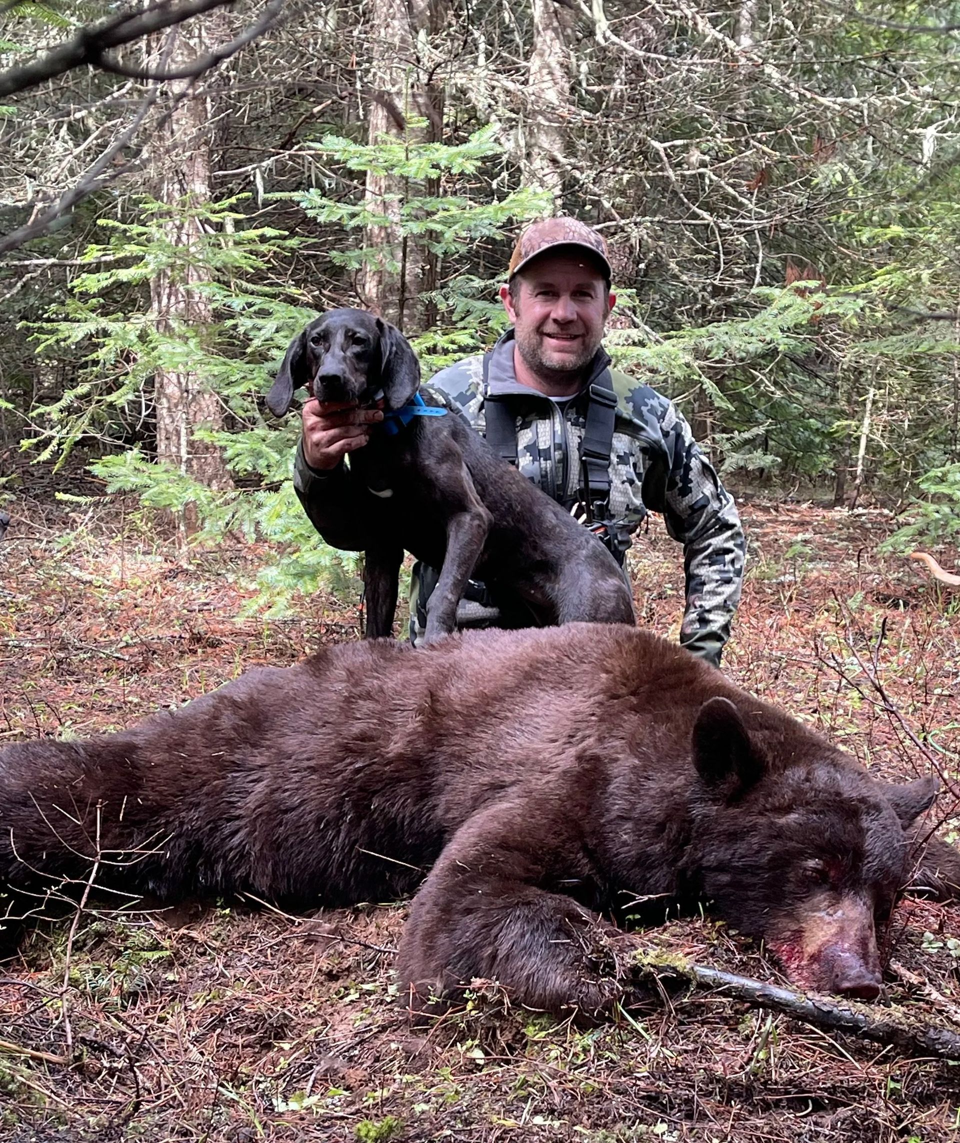 Bear