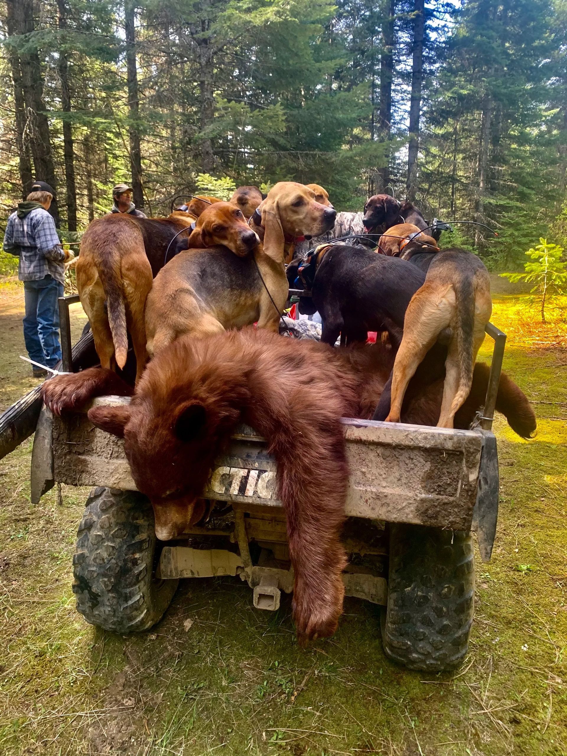 Idaho Whitetail Guides Bear Hunts