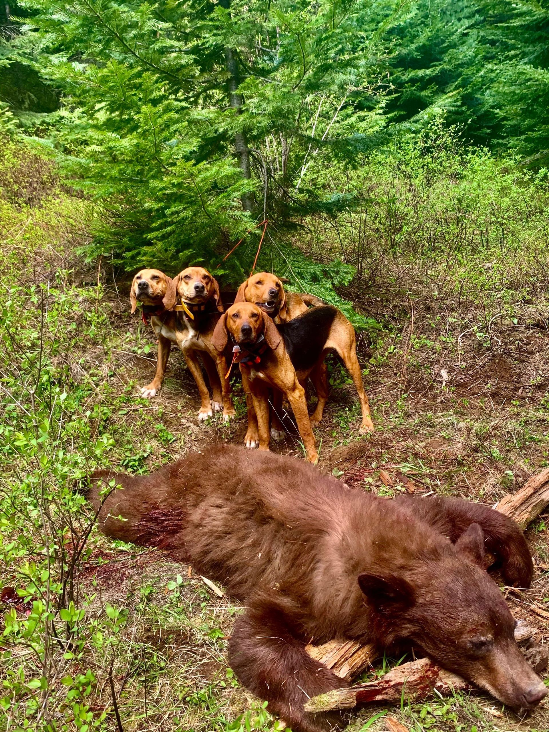 Idaho Whitetail Guides Bear Hunts
