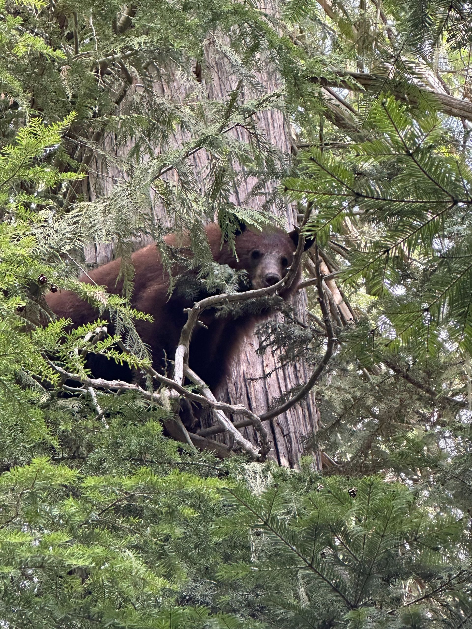 Idaho Whitetail Guides Bear Hunts