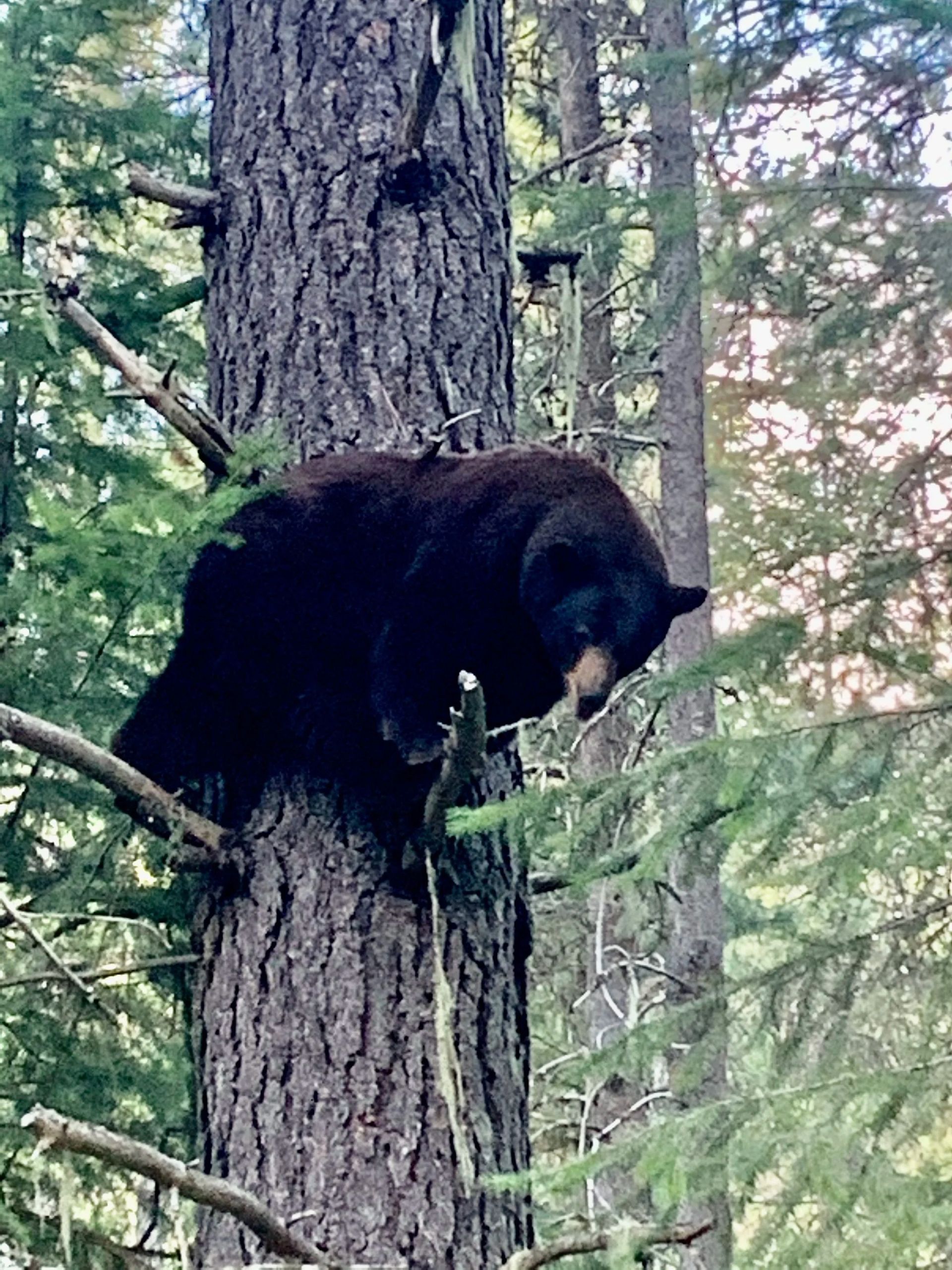 Idaho Whitetail Guides Bear Hunts