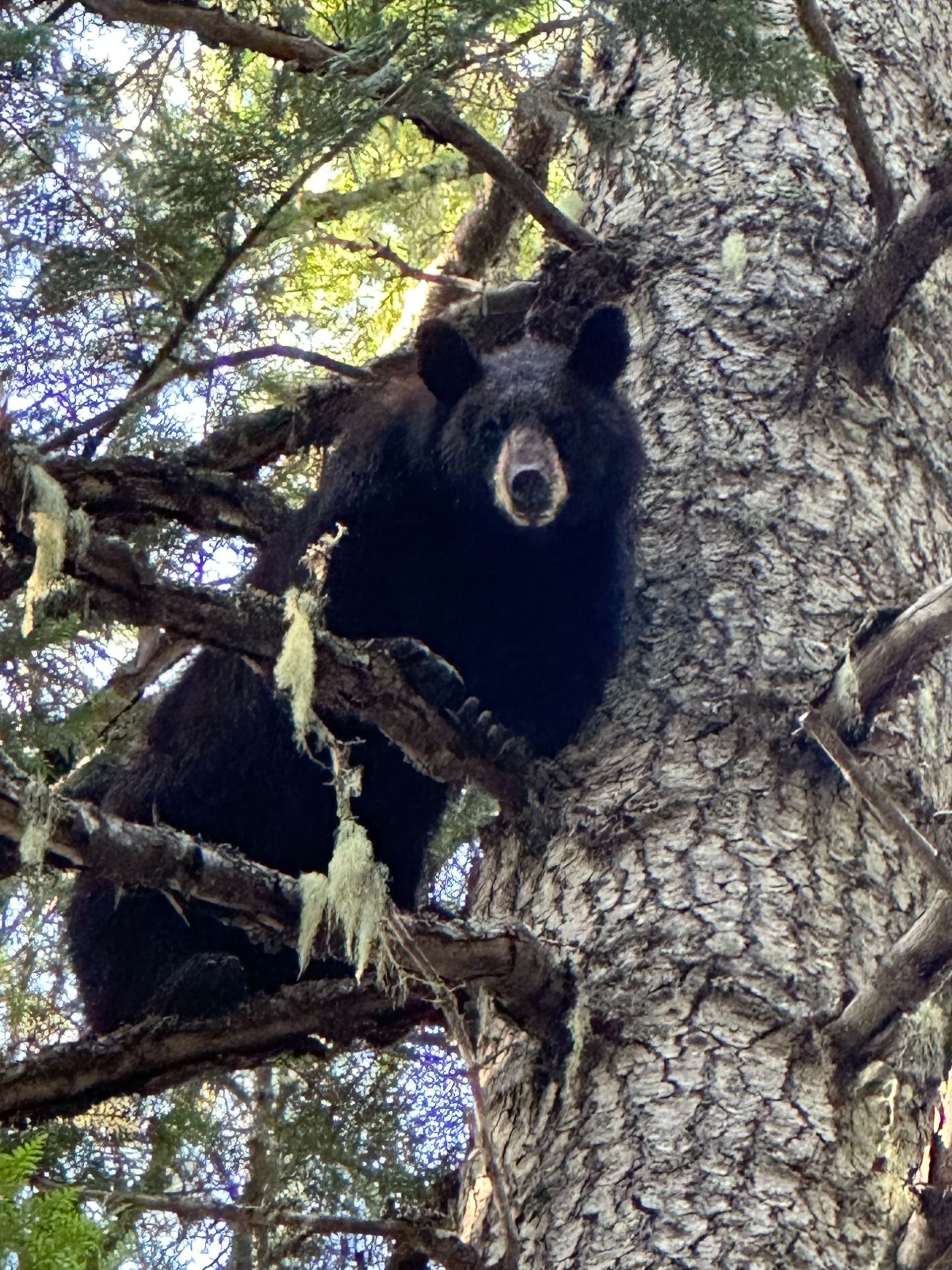 Idaho Whitetail Guides Bear Hunts