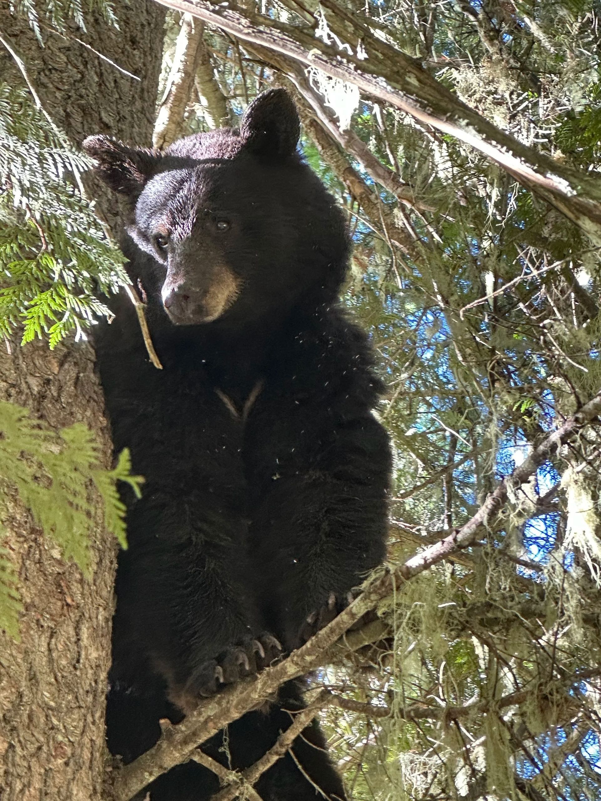 Idaho Whitetail Guides Bear Hunts