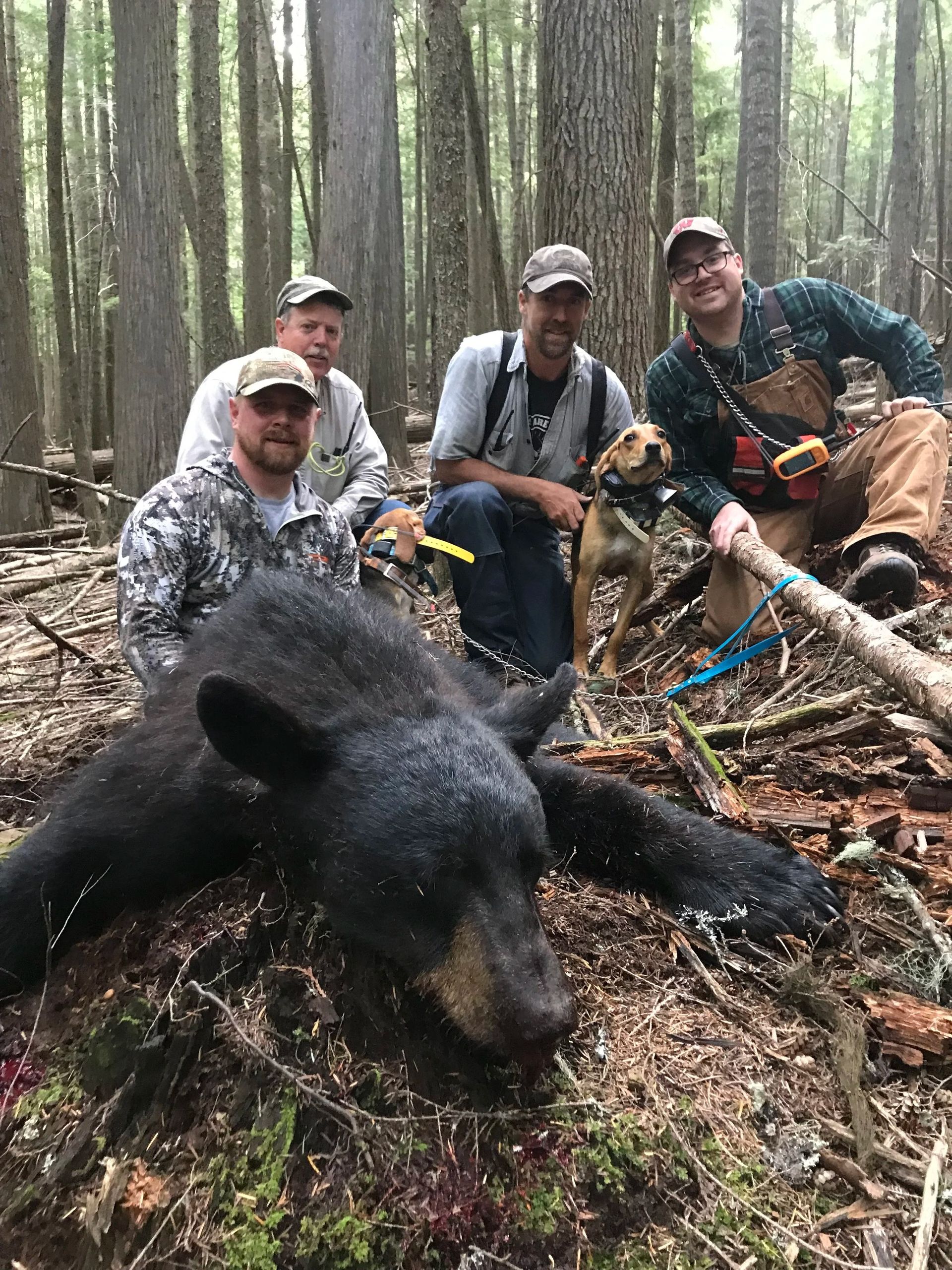 Bear