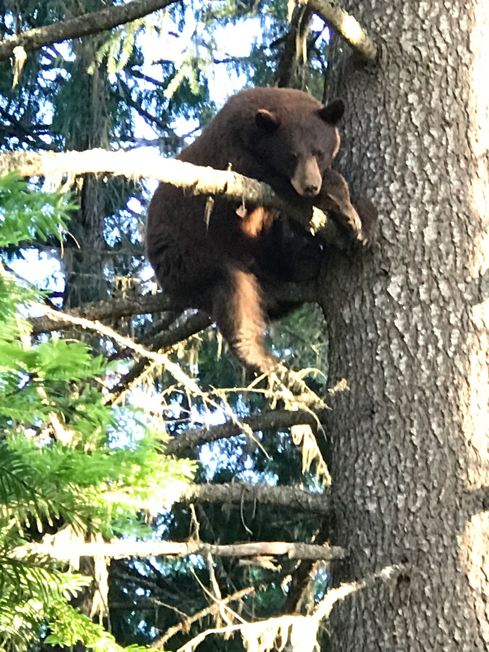 Idaho Whitetail Guides Bear Hunts