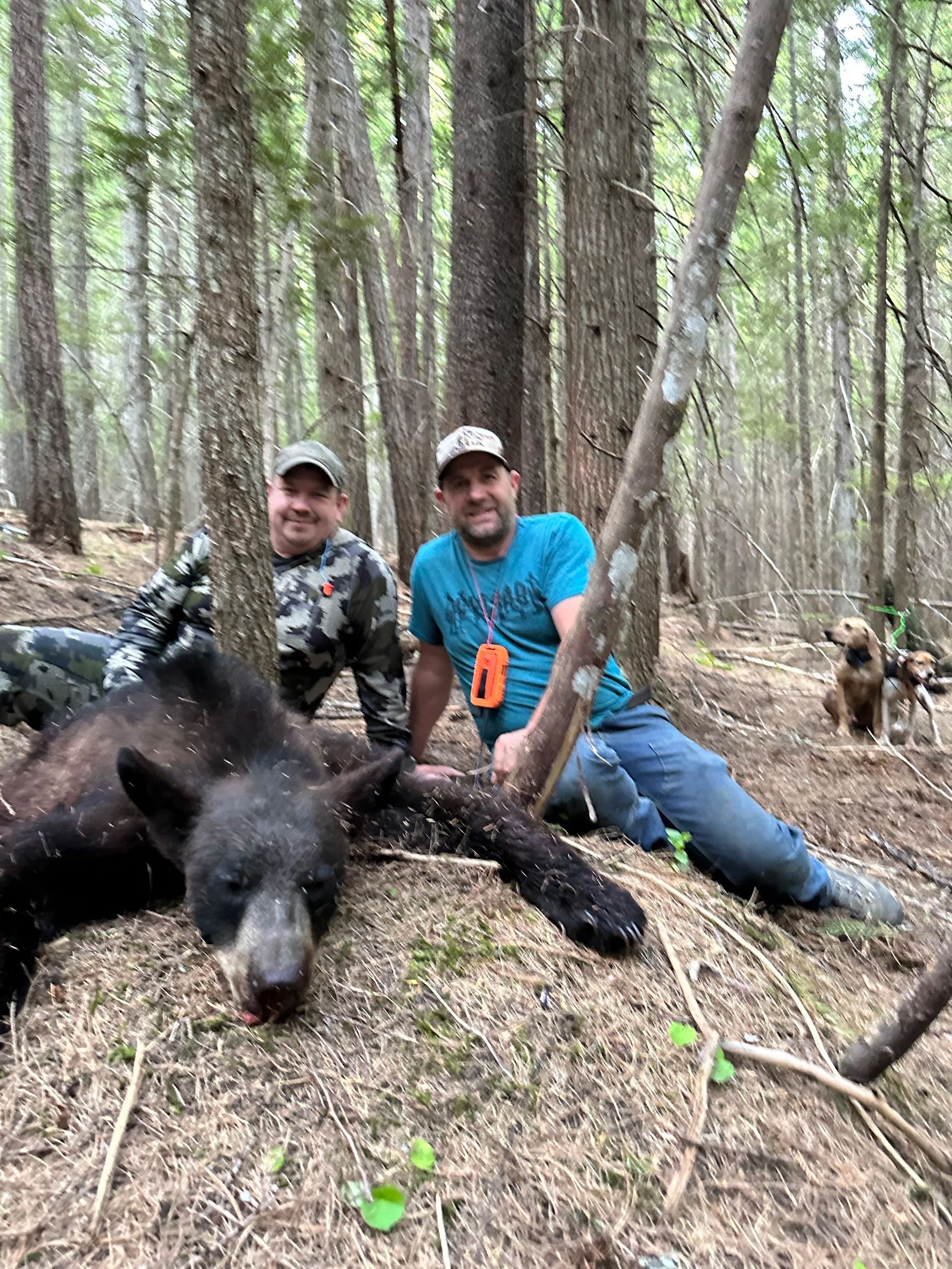 Idaho Whitetail Guides Bear Hunts