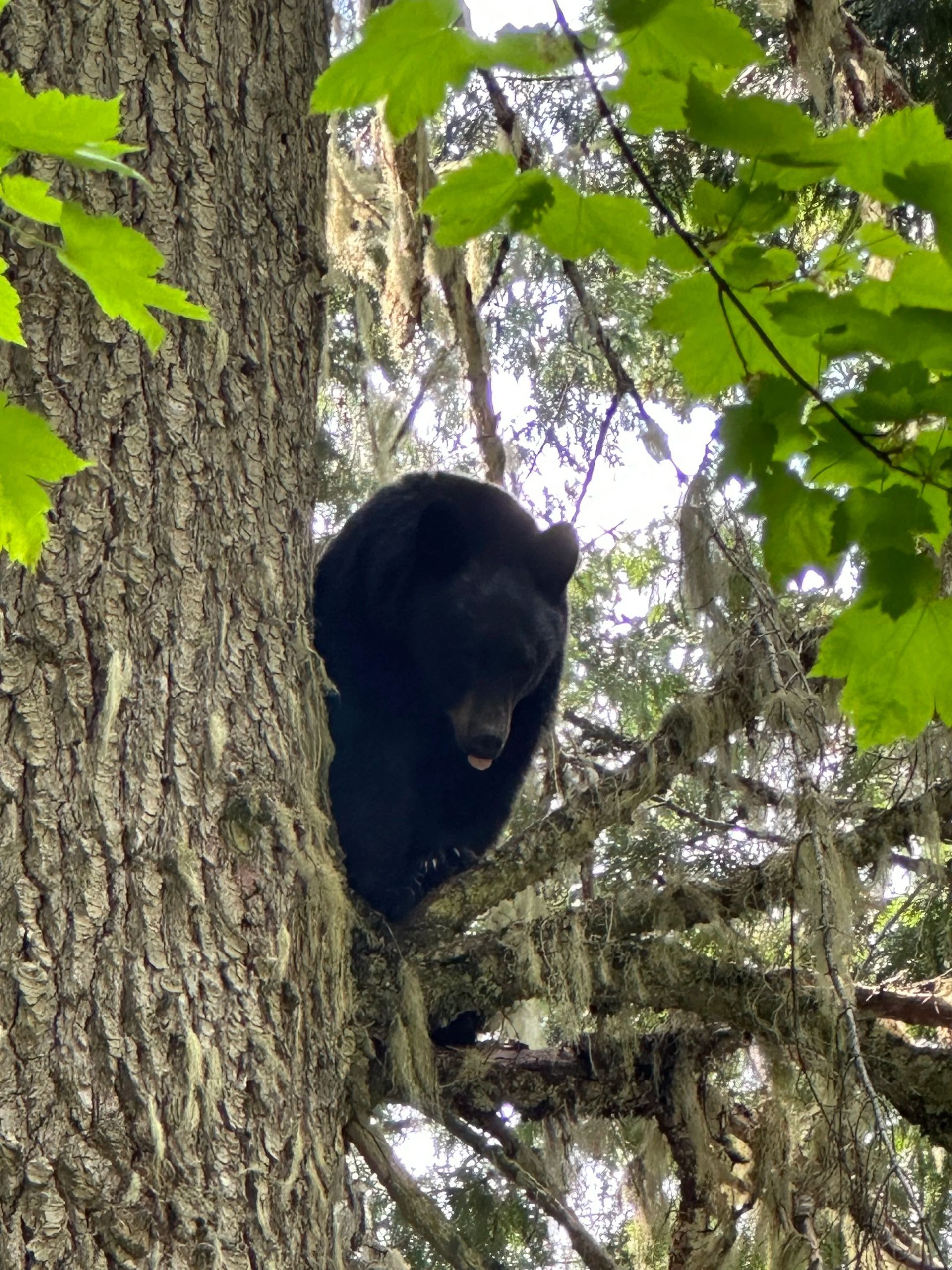 Idaho Whitetail Guides Bear Hunts