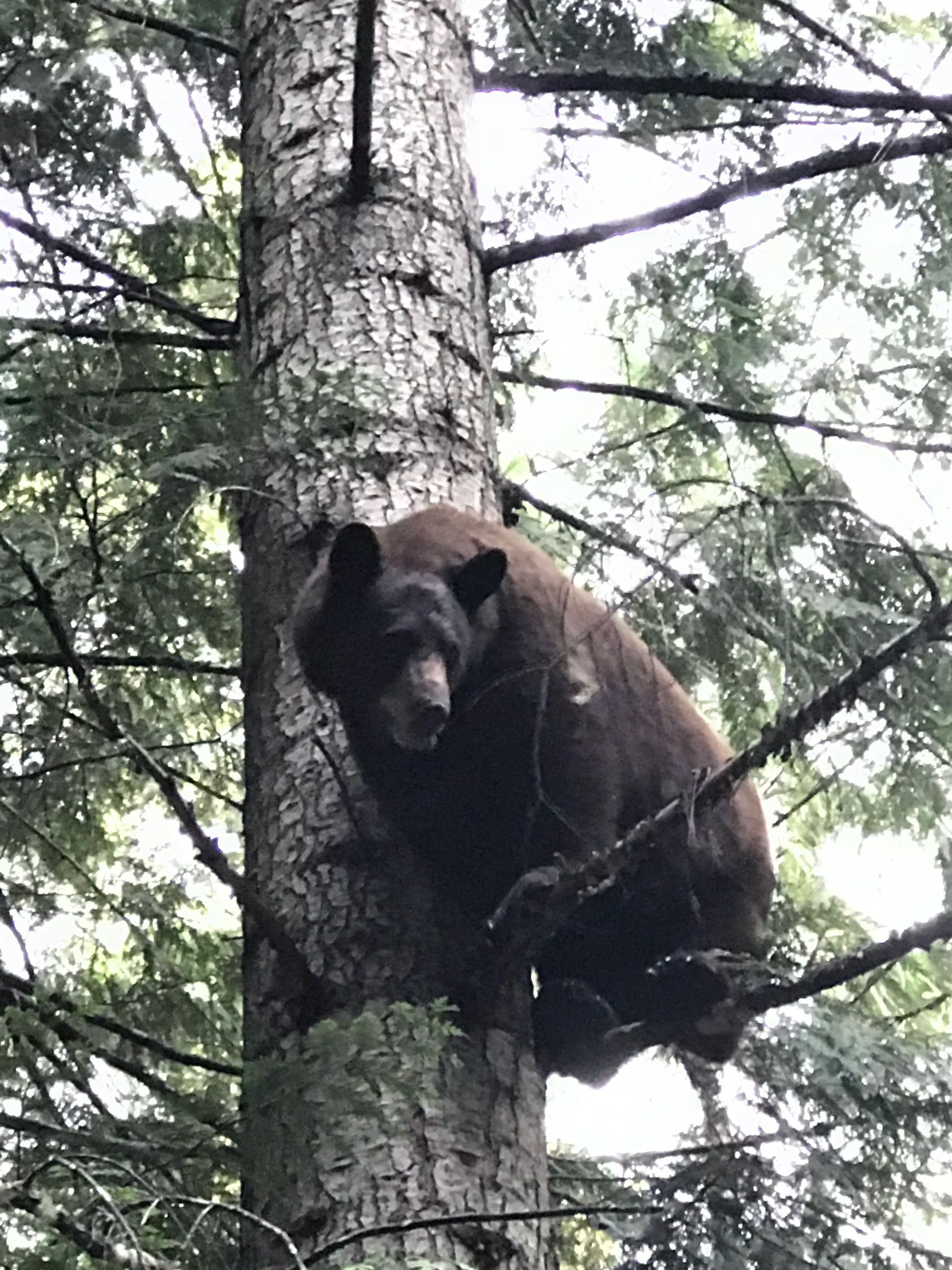 Idaho Whitetail Guides Bear Hunts
