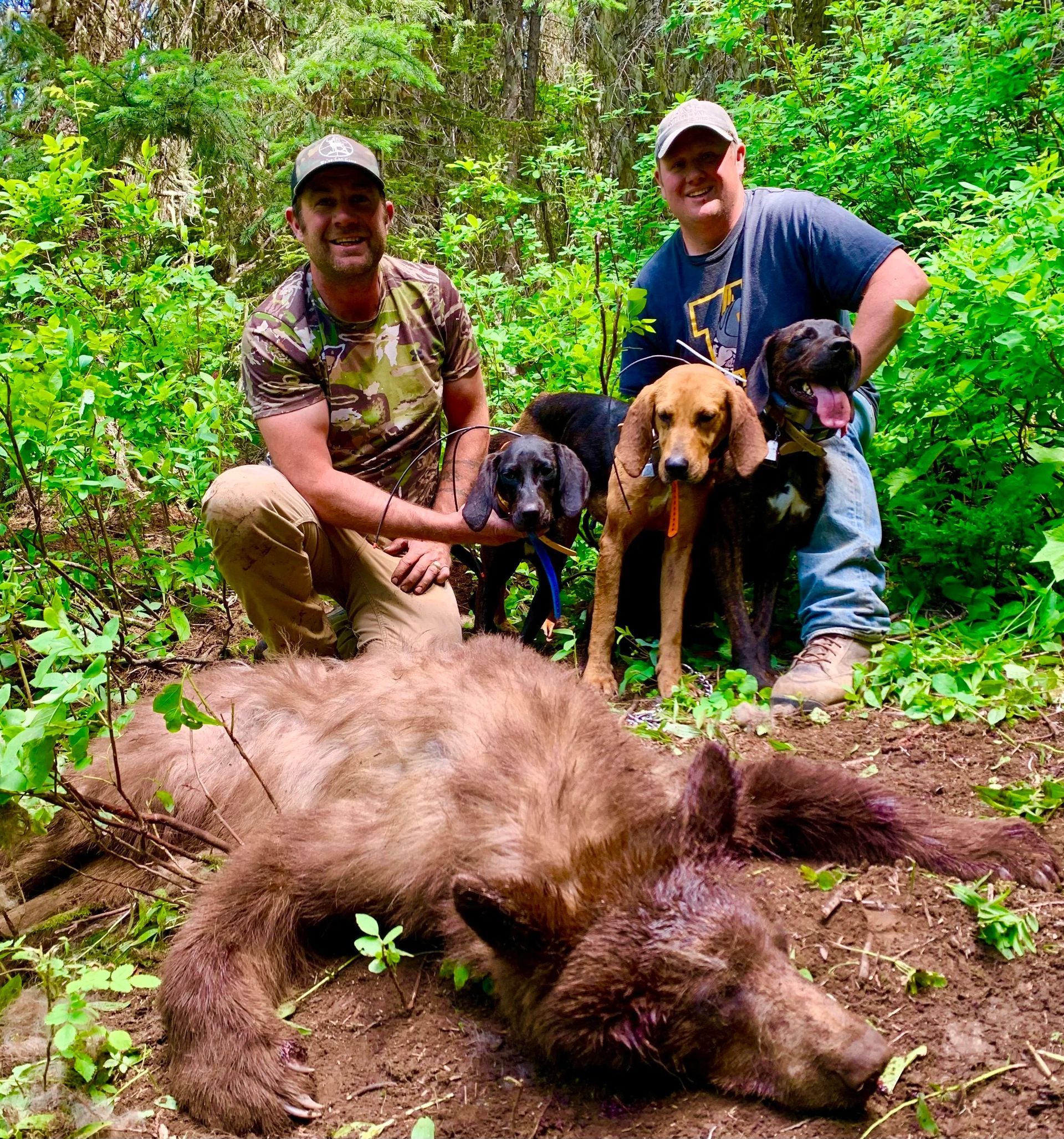 Idaho Whitetail Guides Bear Hunts