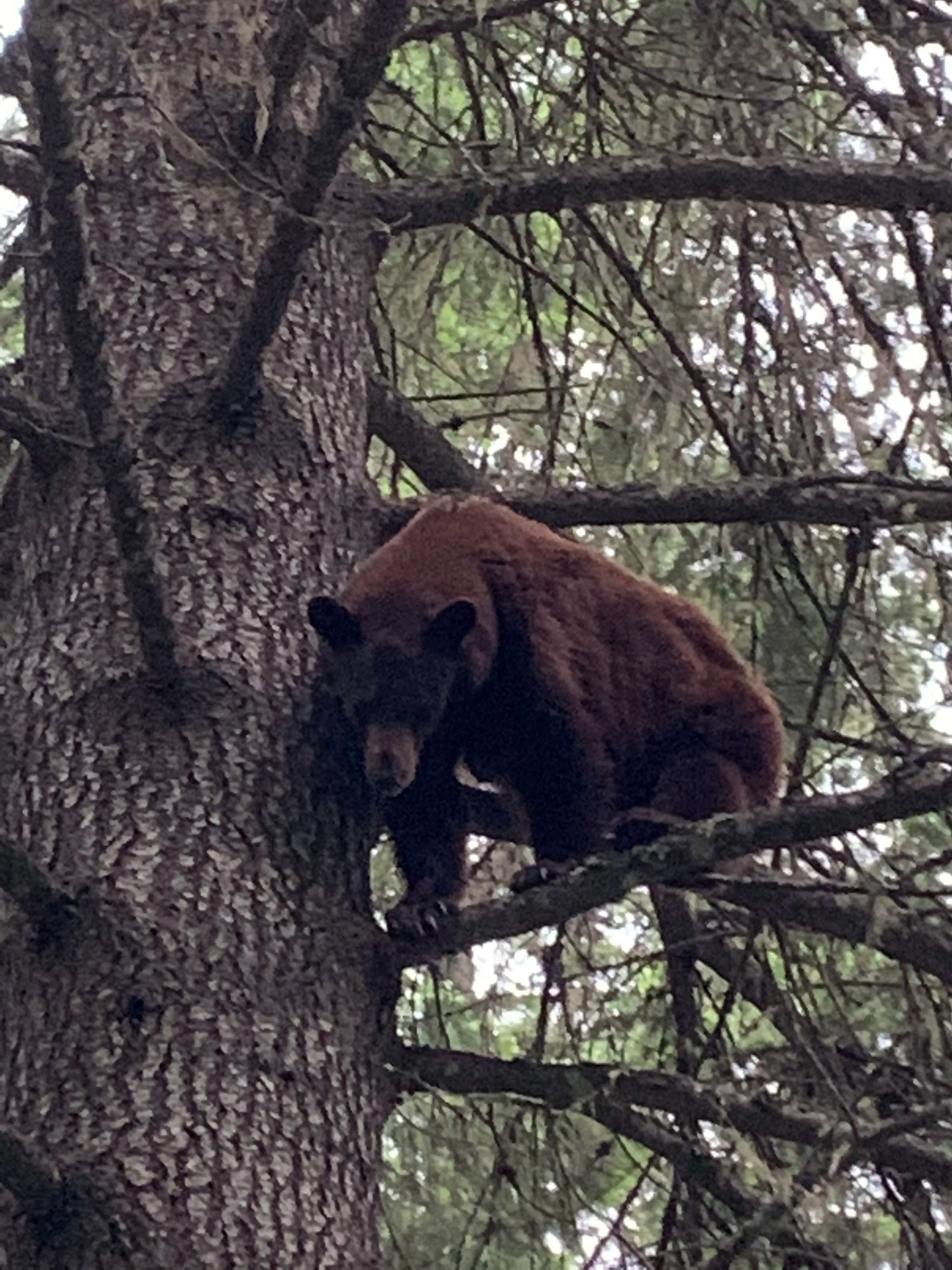Idaho Whitetail Guides Bear Hunts