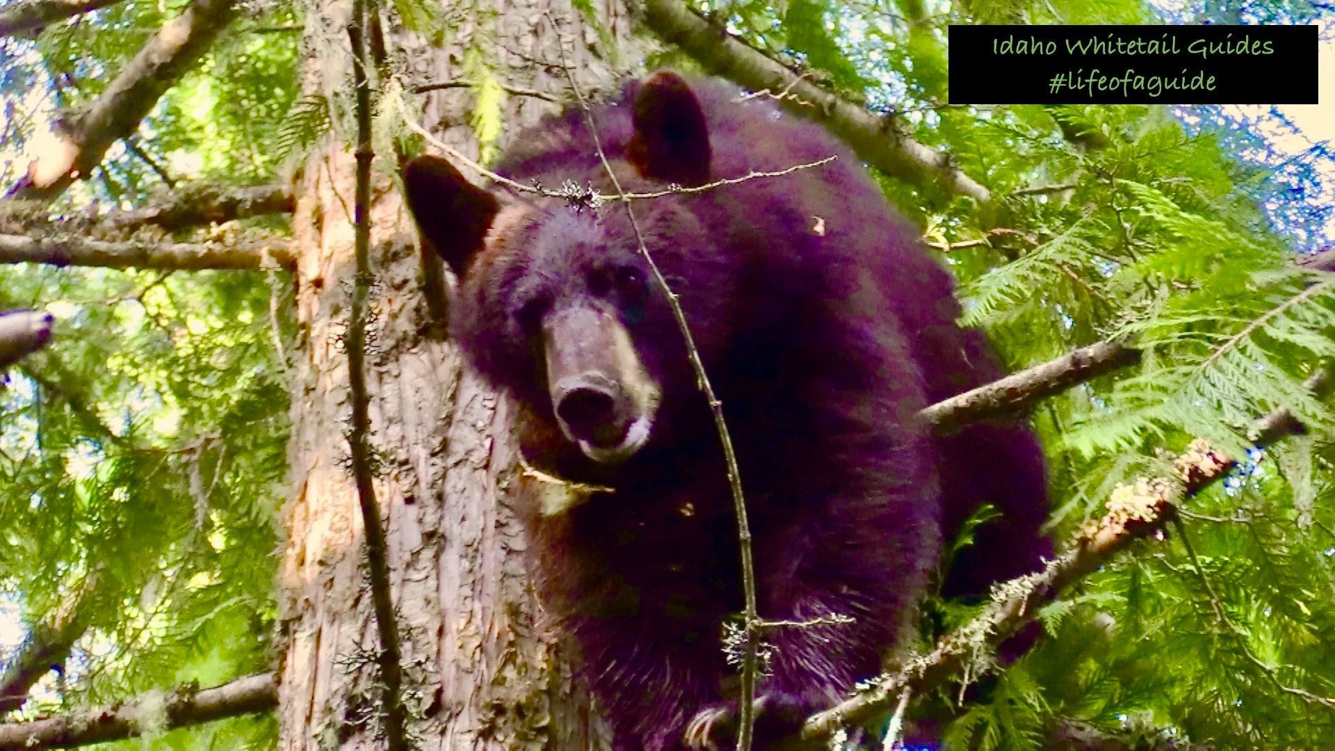 Idaho Whitetail Guides Bear Hunts