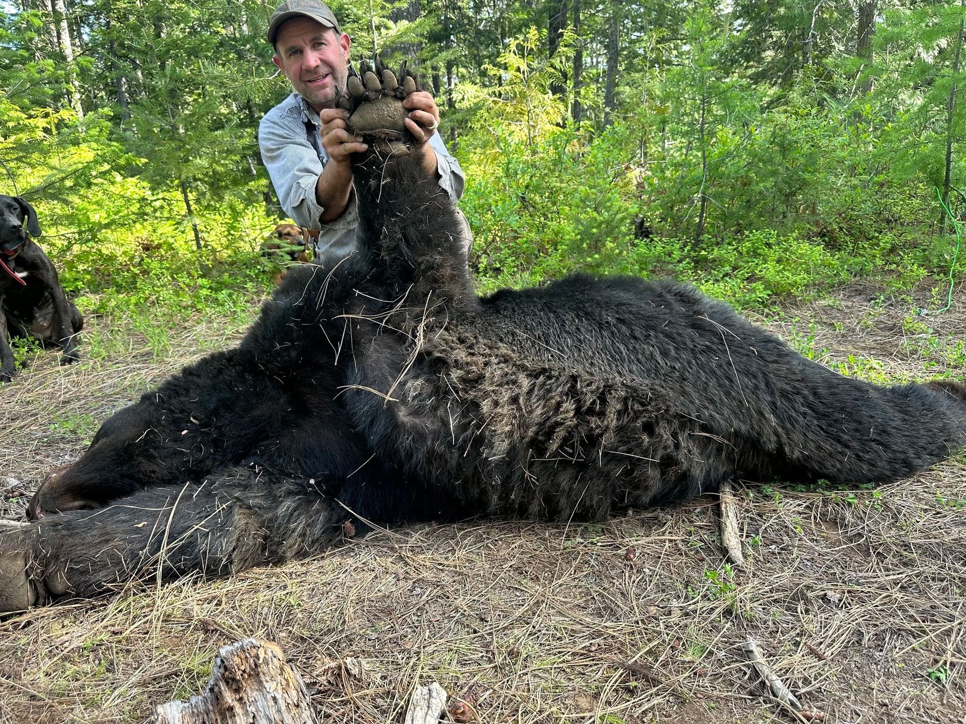 Idaho Whitetail Guides Bear Hunts