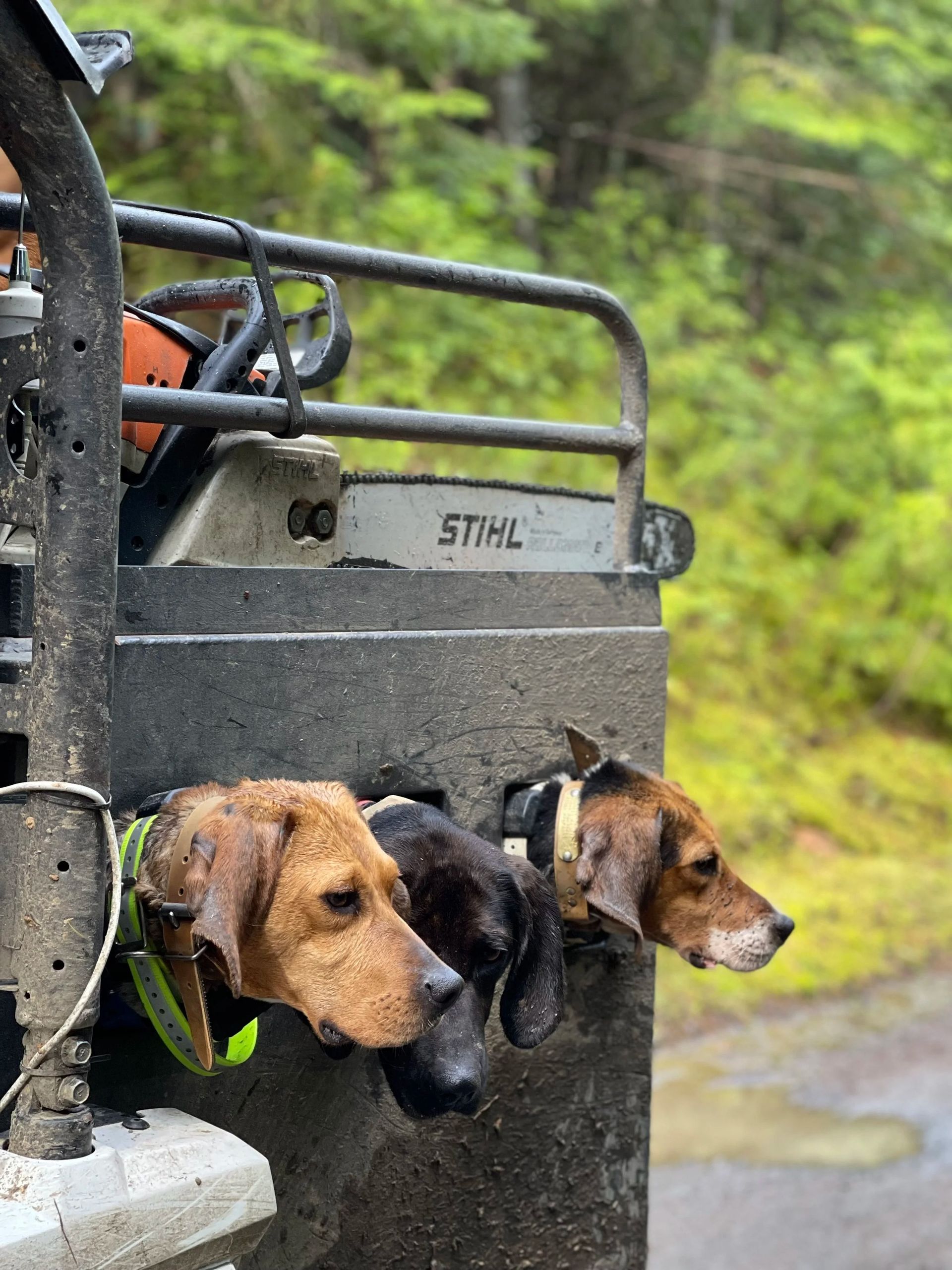 Idaho Whitetail Guides Bear Hunts