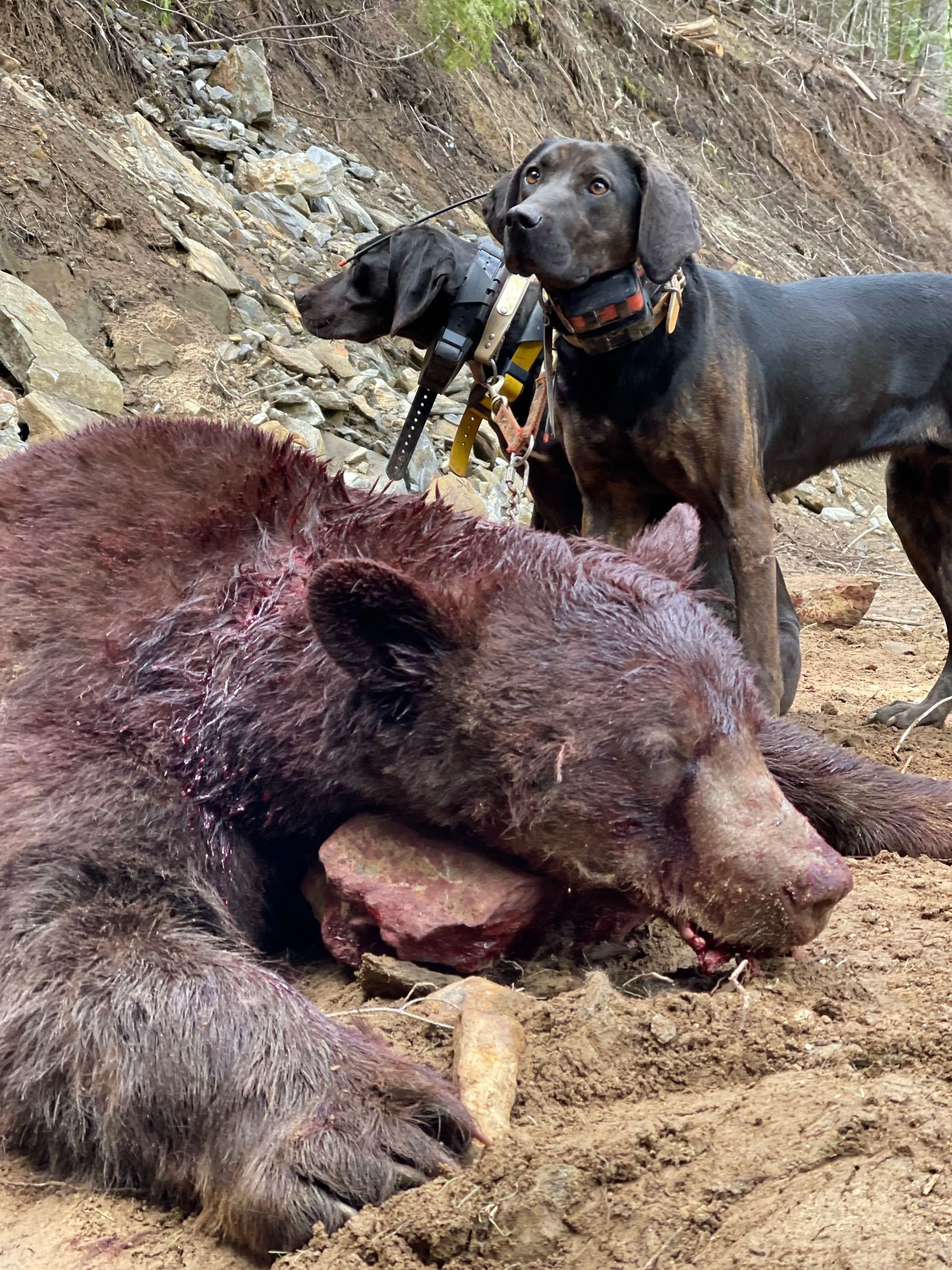Idaho Whitetail Guides Bear Hunts