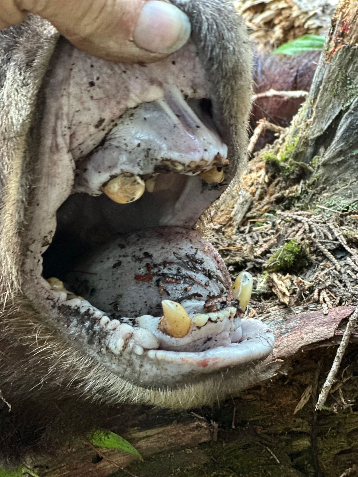 Idaho Whitetail Guides Bear Hunts