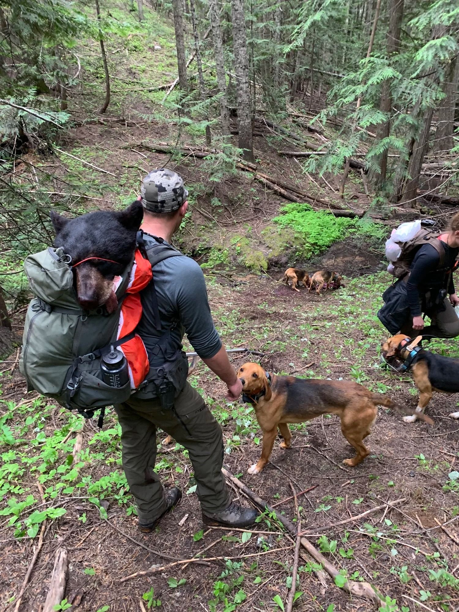 Idaho Whitetail Guides Bear Hunts