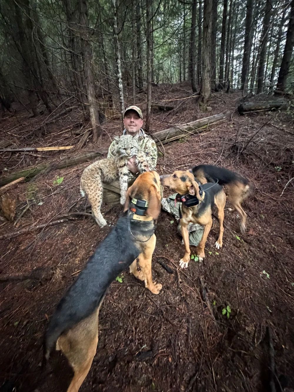 Idaho Whitetail Guides Bobcat Hunts