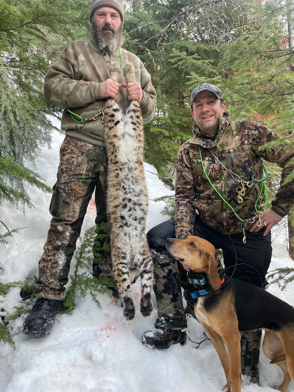 Idaho Whitetail Guides Bobcat Hunts