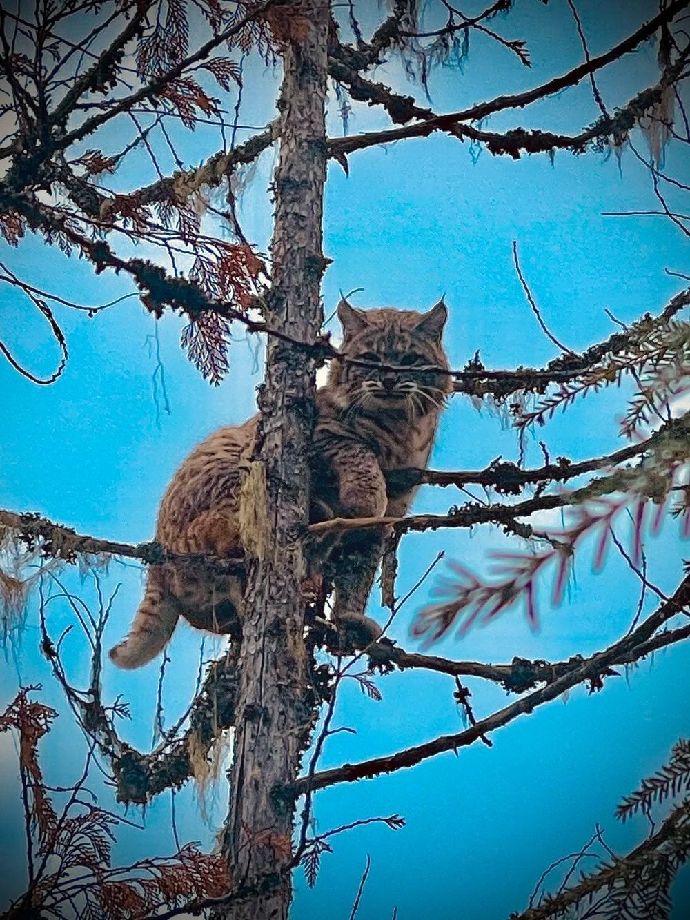 Idaho Whitetail Guides Bobcat Hunts