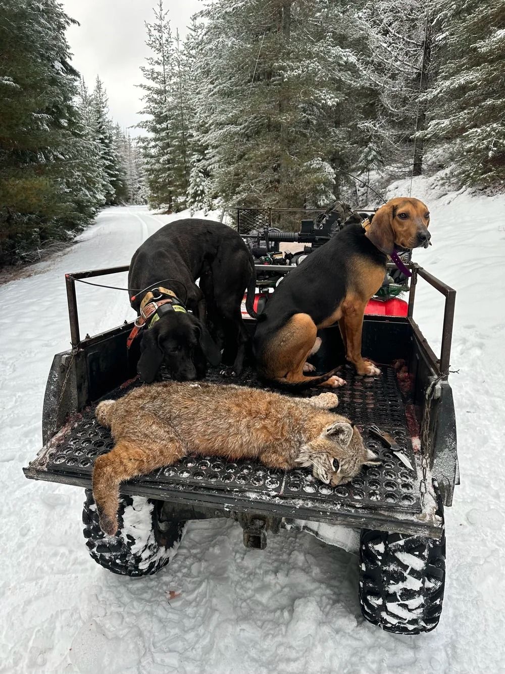 Idaho Whitetail Guides Bobcat Hunts
