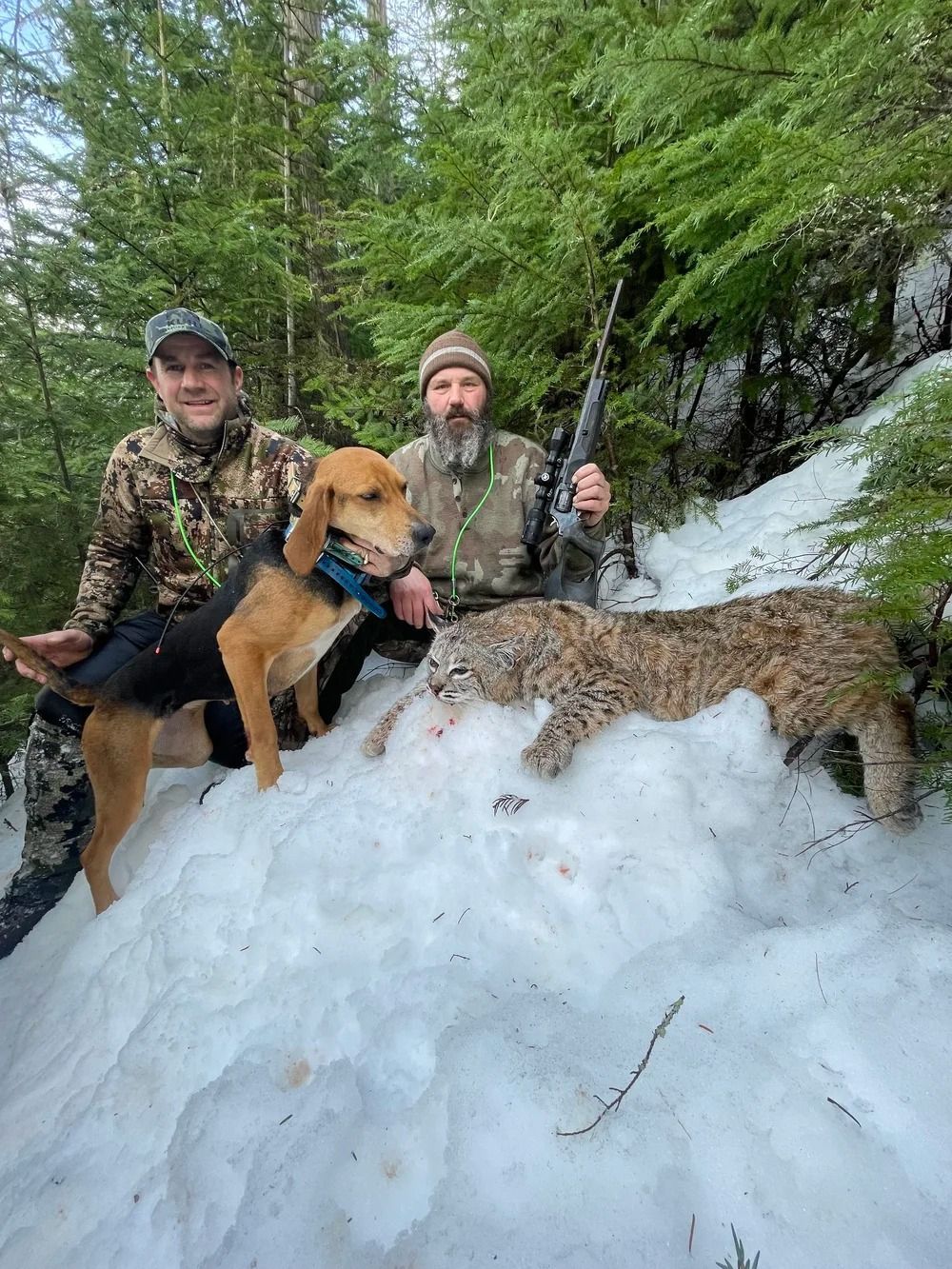 Idaho Whitetail Guides Bobcat Hunts