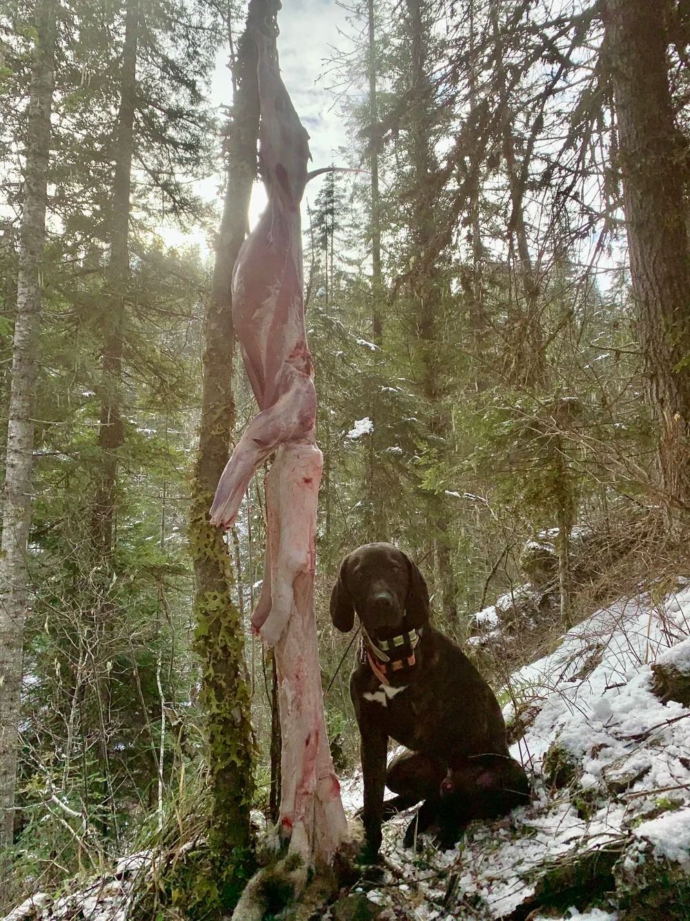 Idaho Whitetail Guides Bobcat Hunts