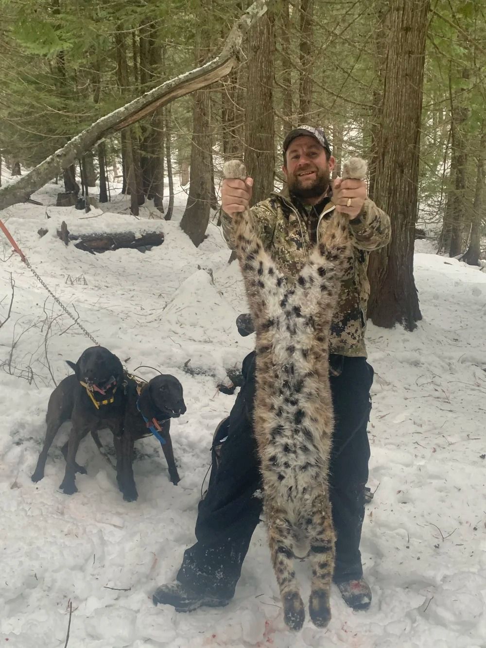 Idaho Whitetail Guides Bobcat Hunts