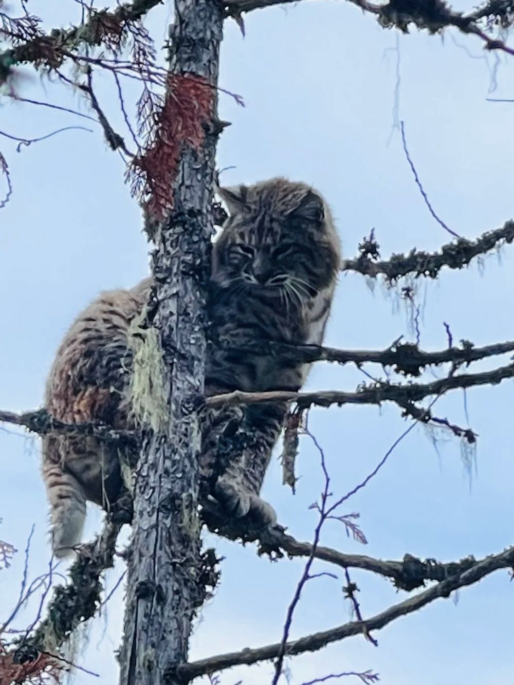 Idaho Whitetail Guides Bobcat Hunts
