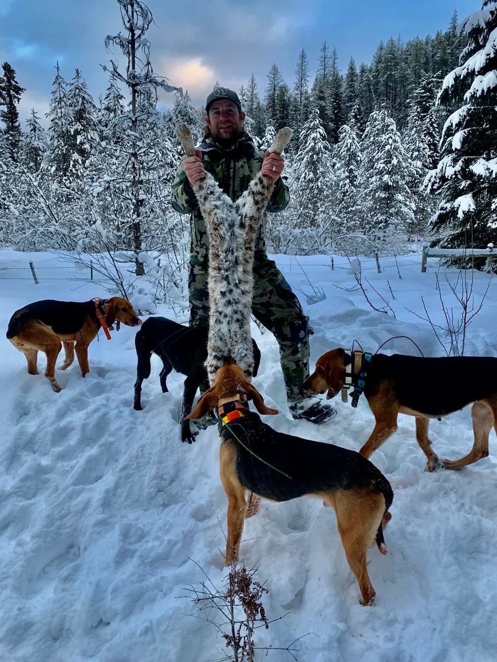 Idaho Whitetail Guides Bobcat Hunts
